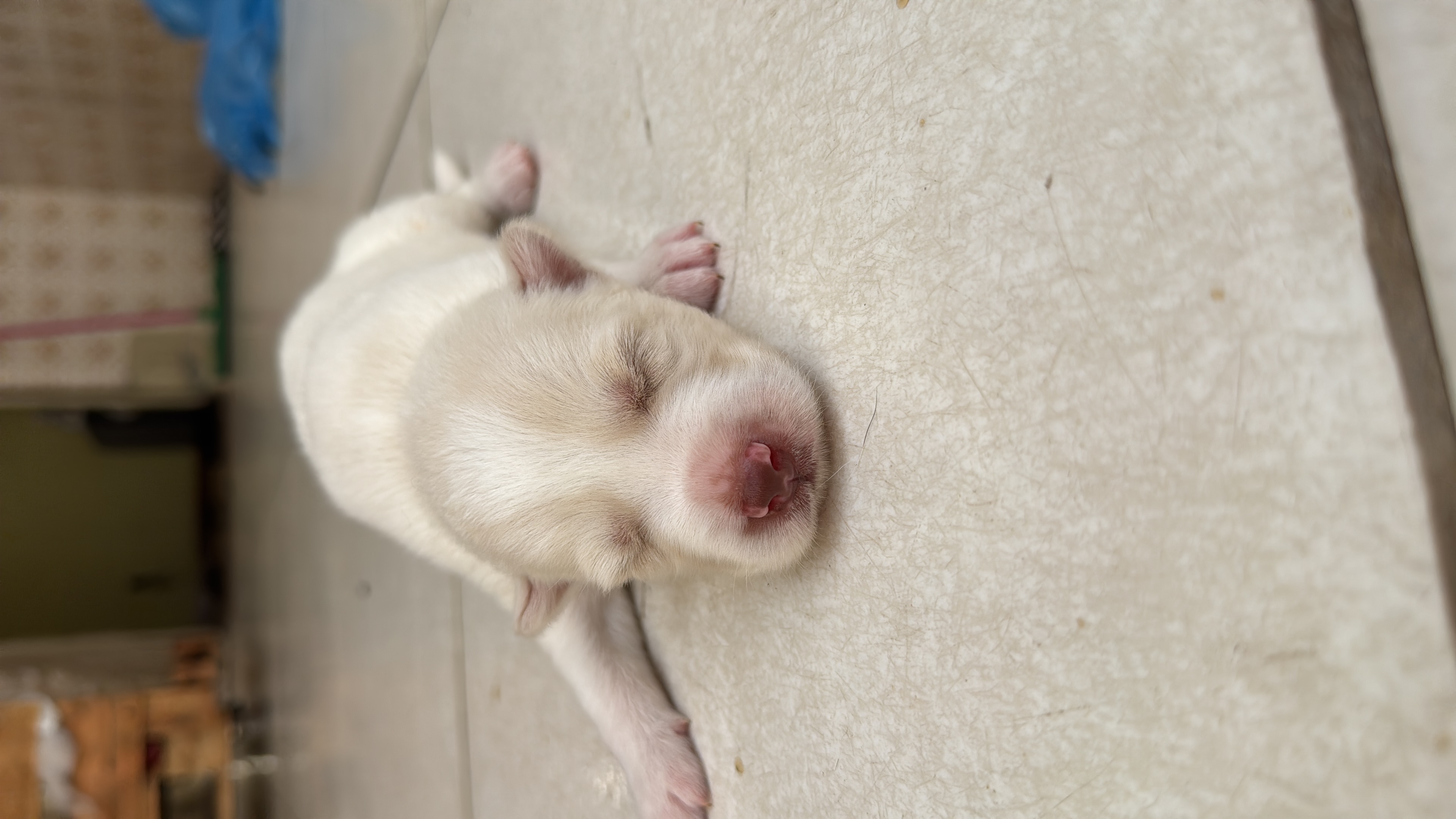 Portal Vendocão Husky siberiano Holly Itabaiana