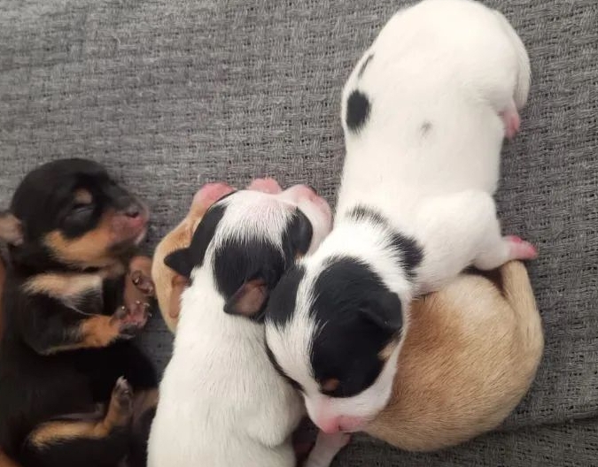 Portal Vendocão Pinscher n1 Campo Grande