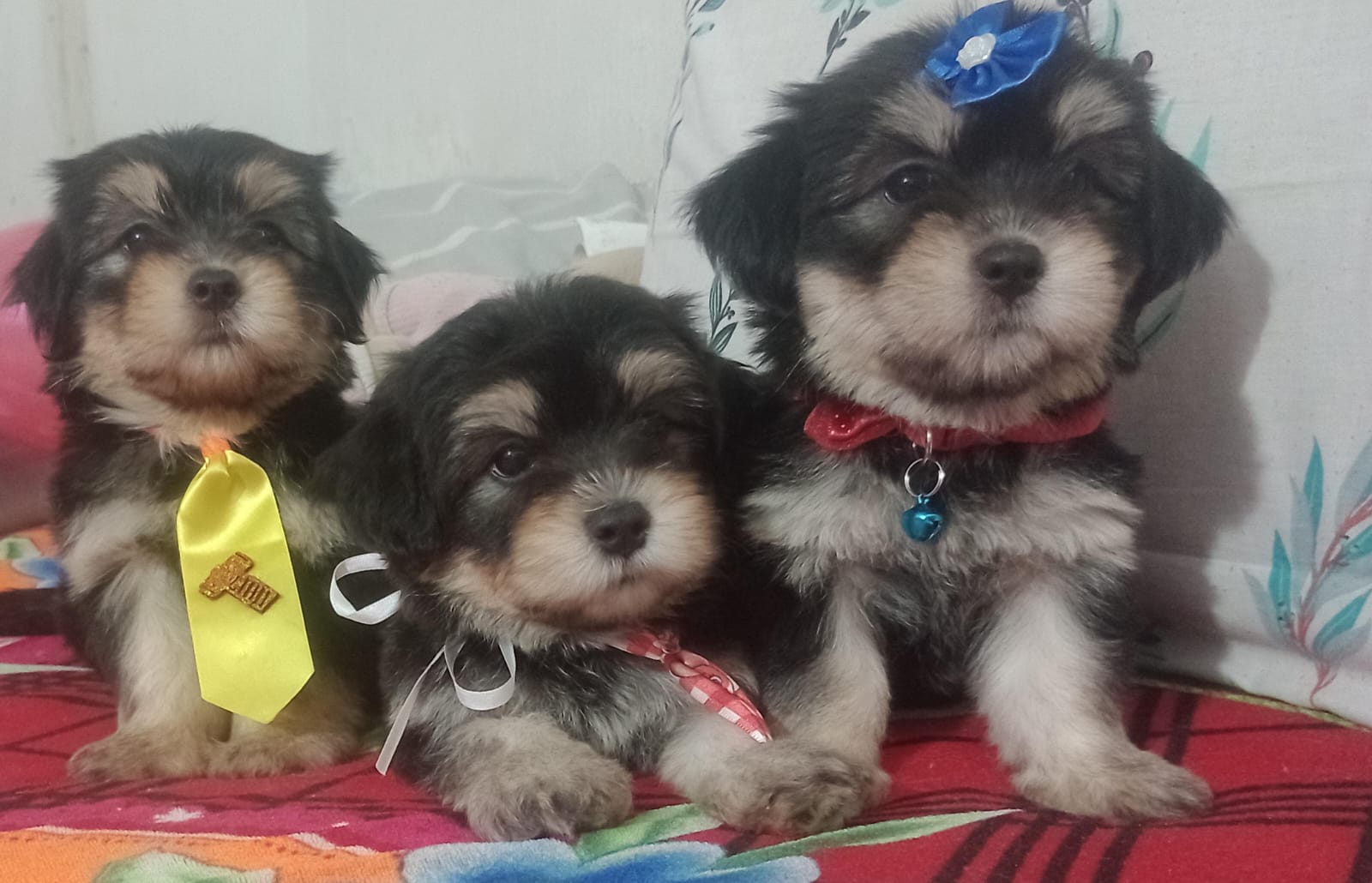 Portal Vendocão Cachorros Lhasa Apso  Paulista 