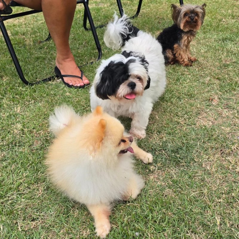 Lindos cães adultos das raças Spitz Alemão, Yorkshire e Shih Tzu - Foto 1