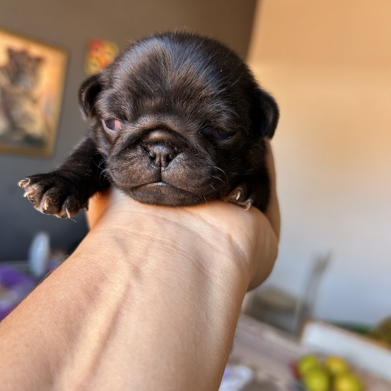 Filhotes de pug - Foto 1