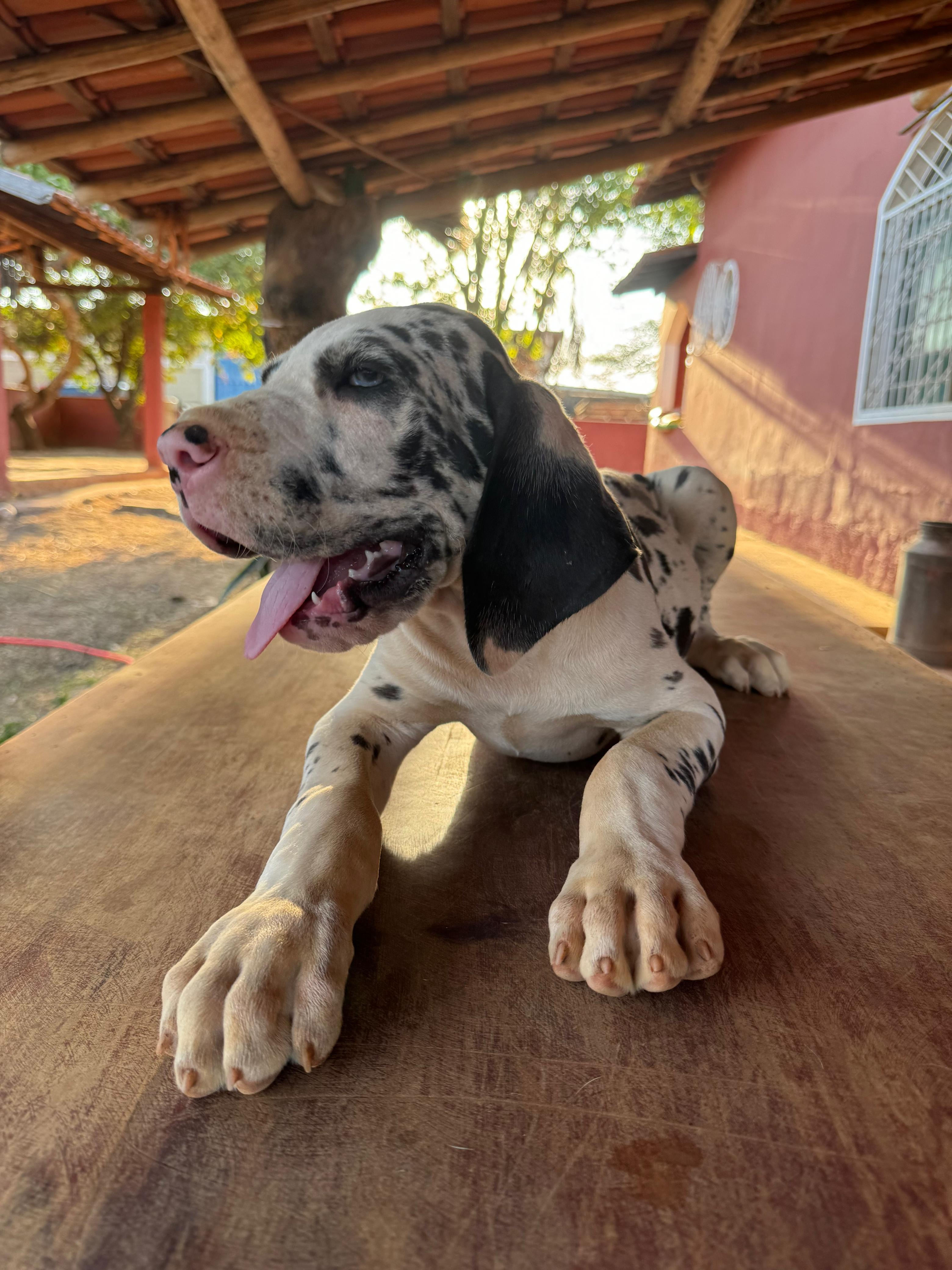 Portal Vendocão Filhotes Dogue Alemão  Curvelo 