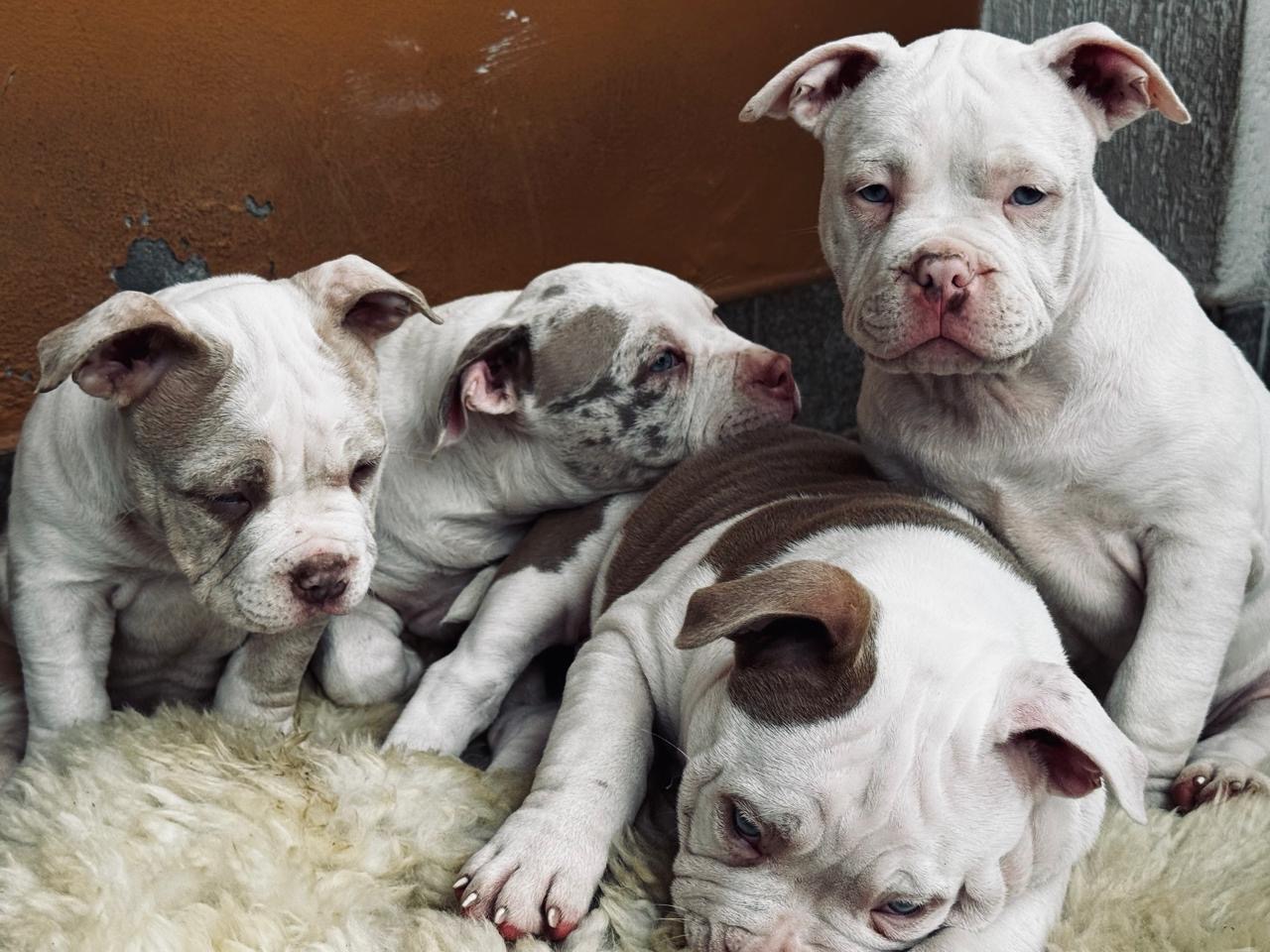 Filhos de American Bully Pocket - Foto 3