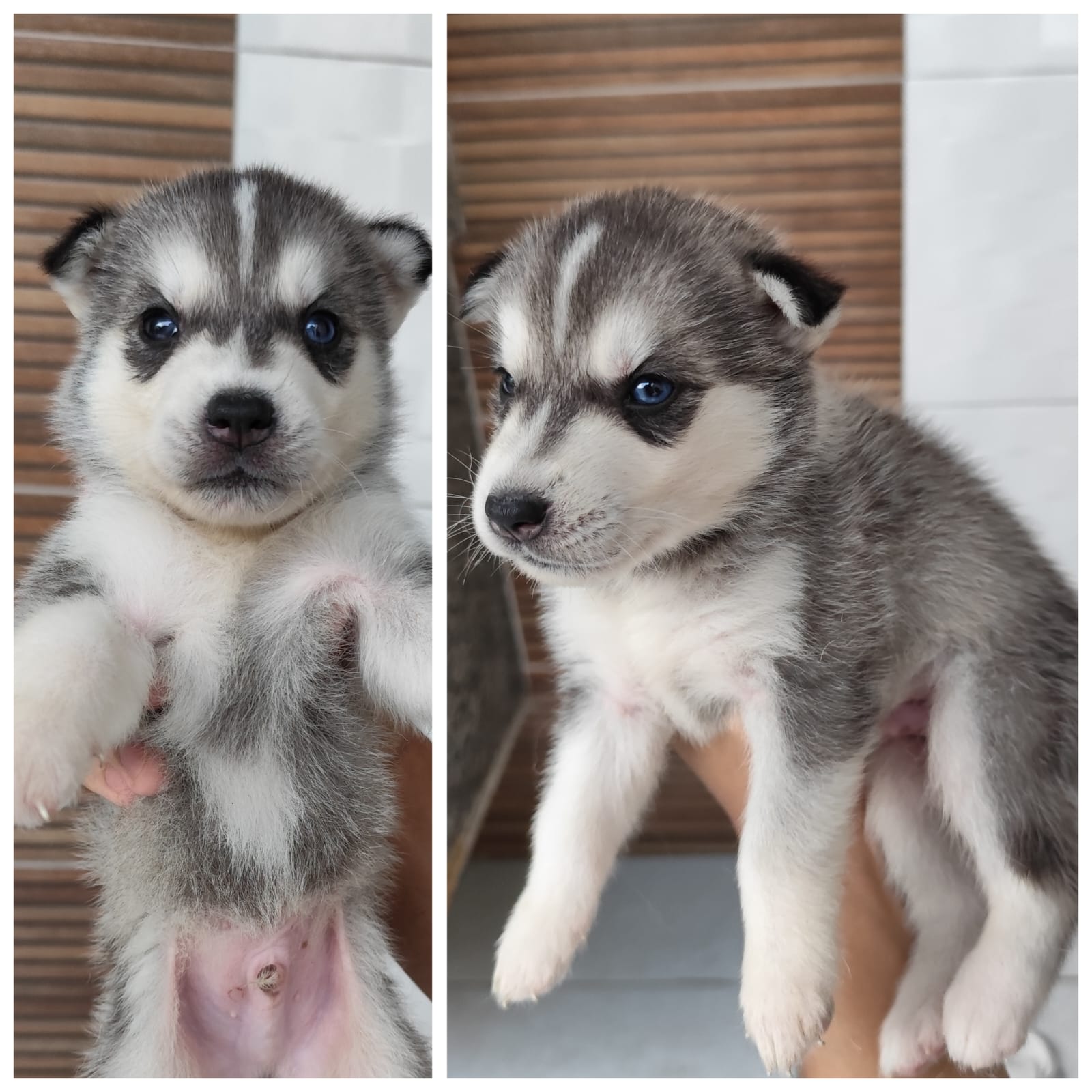 Portal Vendocão Husky siberiano  Recife - PE