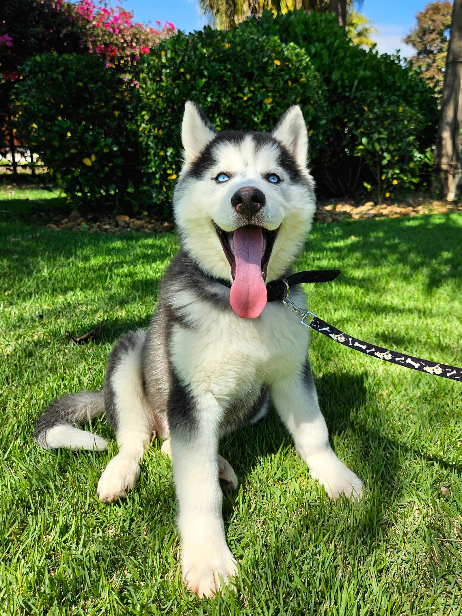 Husky Siberiano - Foto 1