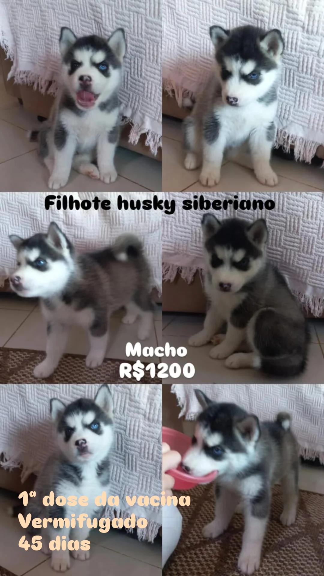 Portal Vendocão Filhote Husky Siberiano  Rio Branco 