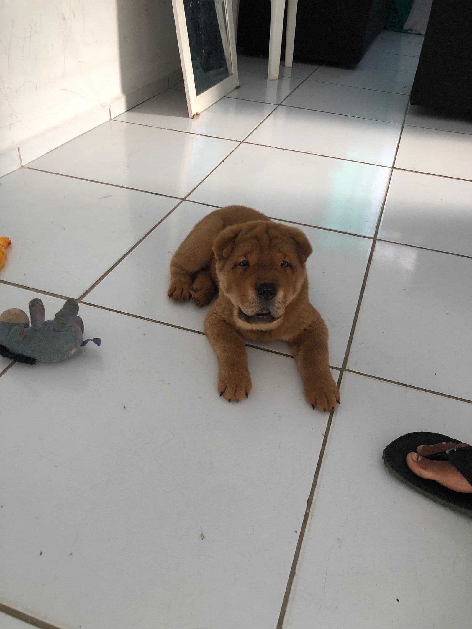 Vendo filhote de Chow Chow com Shar pei - Foto 2