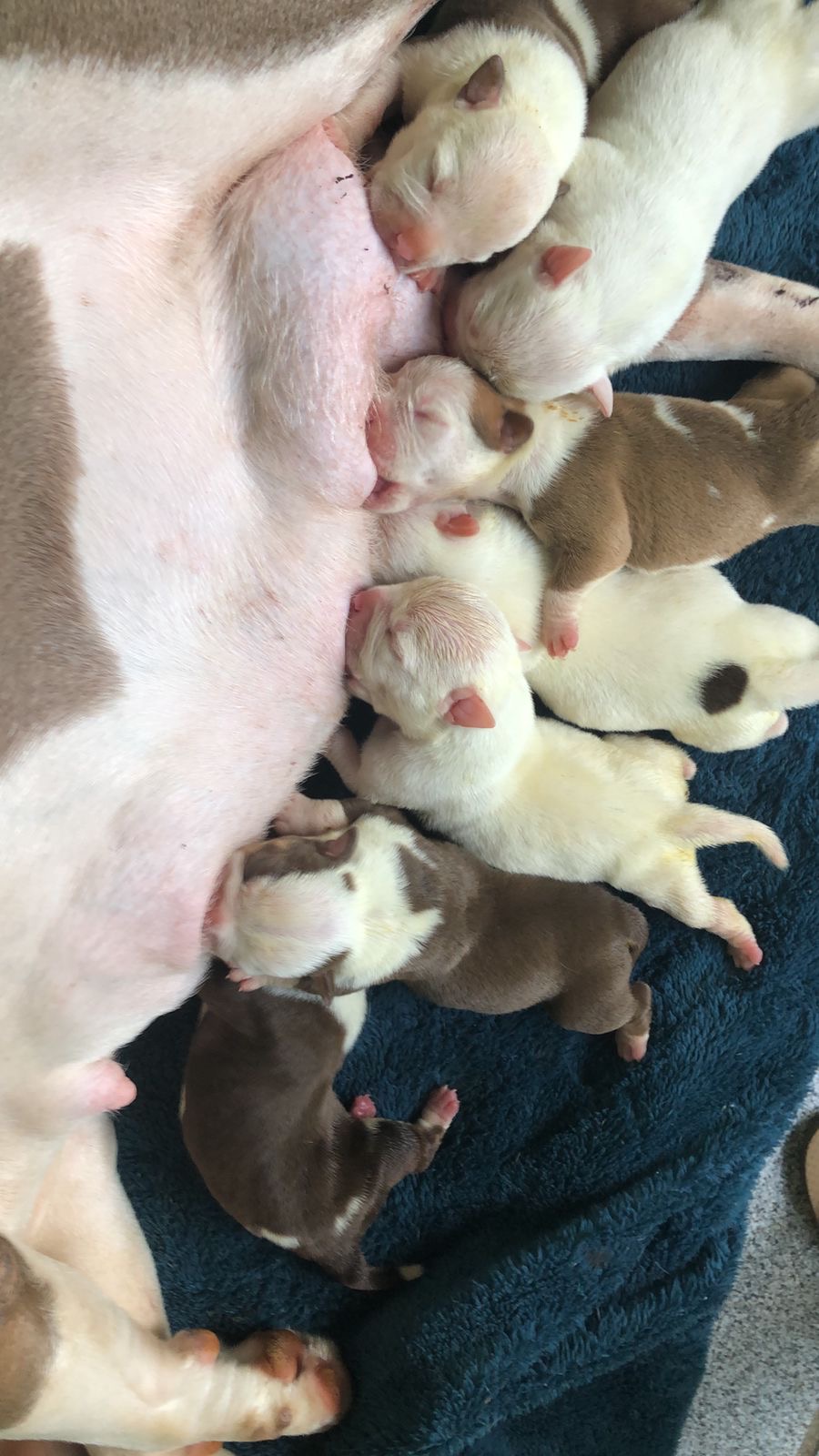 Portal Vendocão AMERICAN BULLY EXOTIC  Manaus