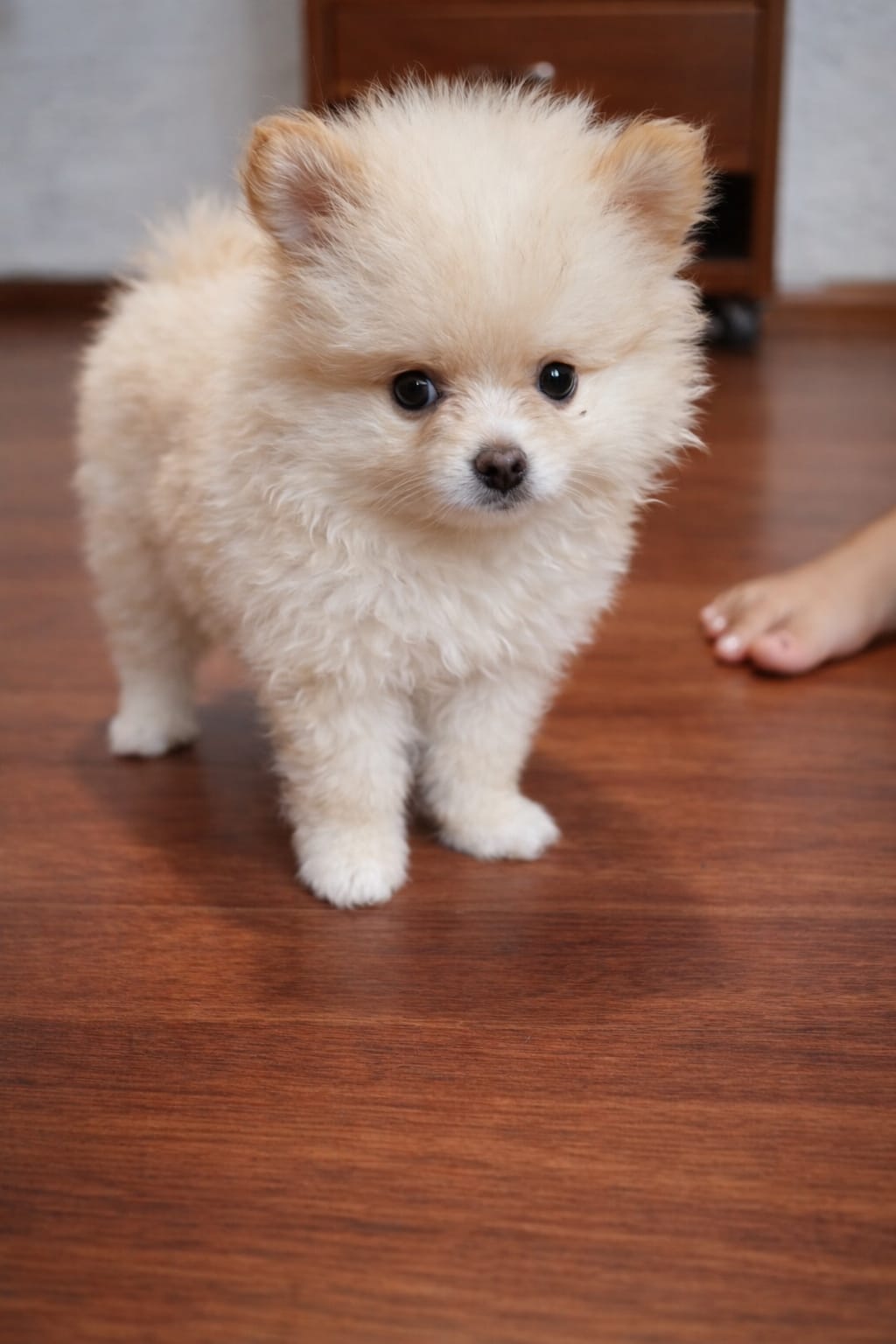  lulu da pomerânia - Foto 1
