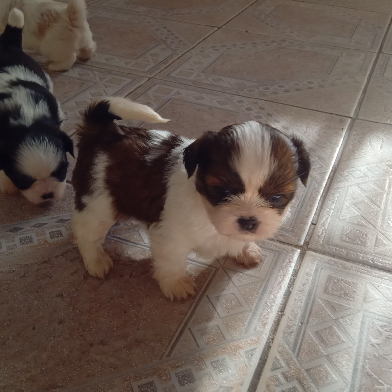 2 lindos filhotes raça Shih Tzu (urgente) - Foto 4