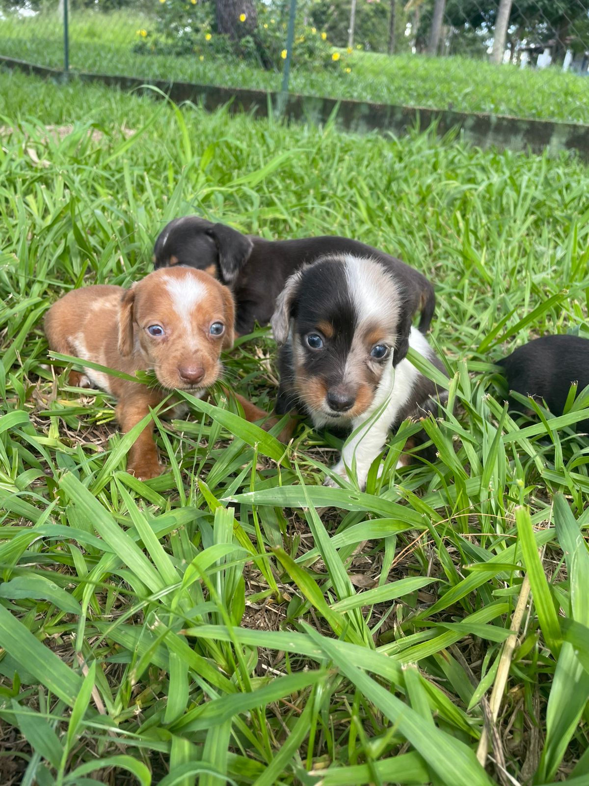 Portal Vendocão FILHOTES DE TECKEL CRIADOS E ENTREGUES POR MÉDICA VETERINÁRIA.CÃES LINDOS. São Paulo