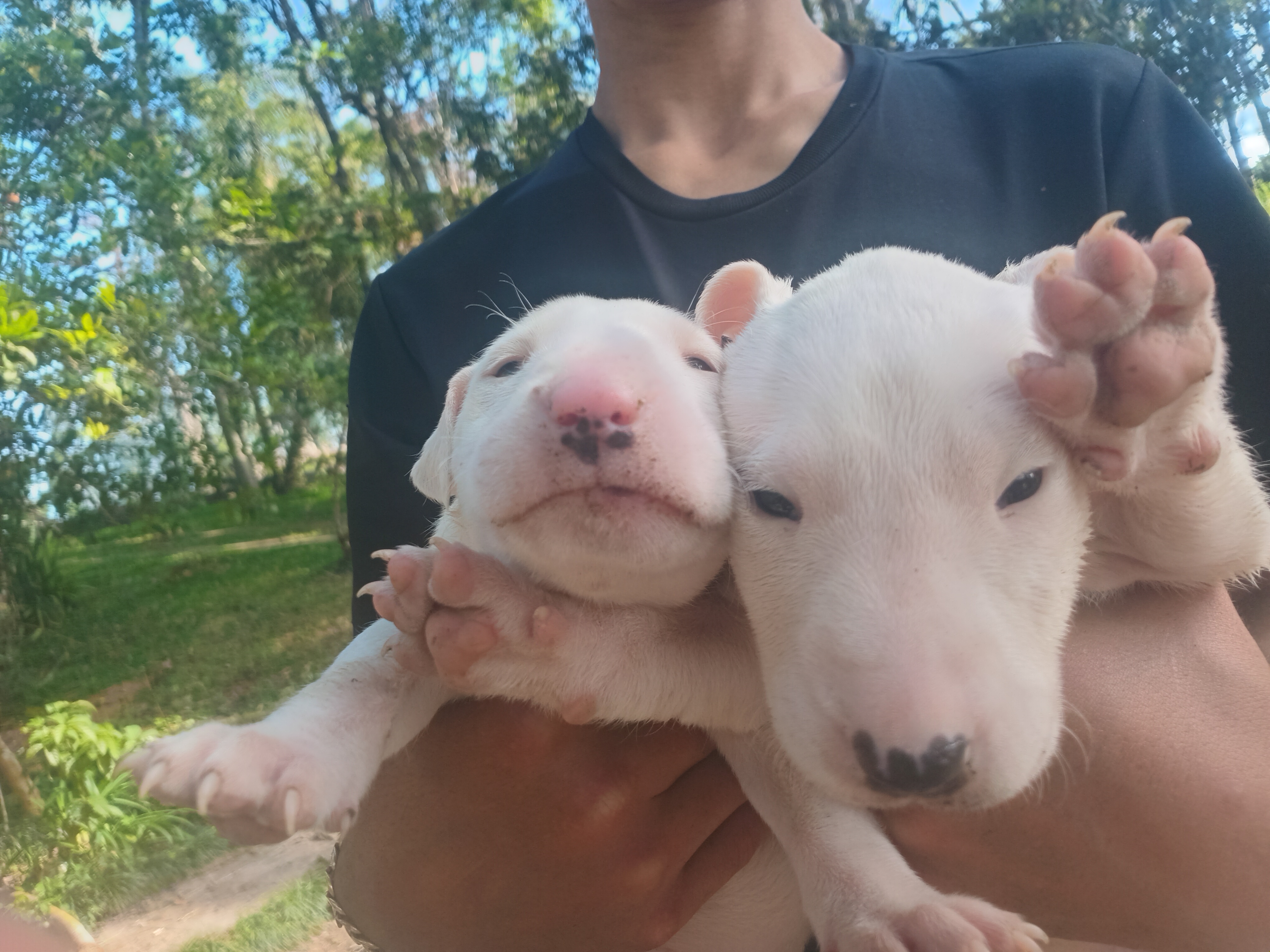 Portal Vendocão Bull terrier  filhotes Piedade 