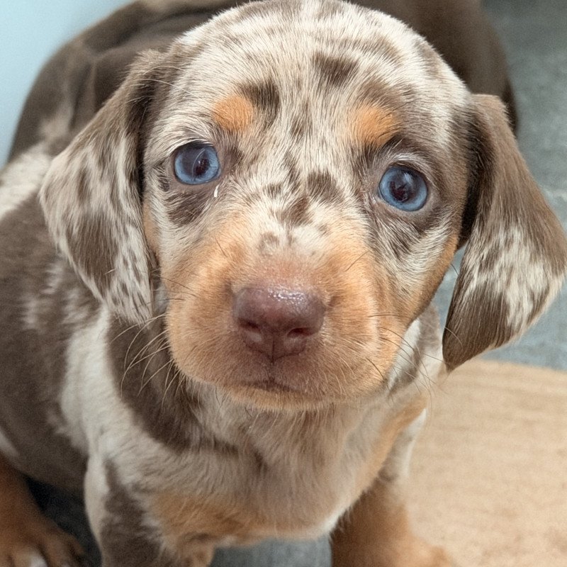 Disponível filhotes de Basset (Dachshund) merlim de olho azul