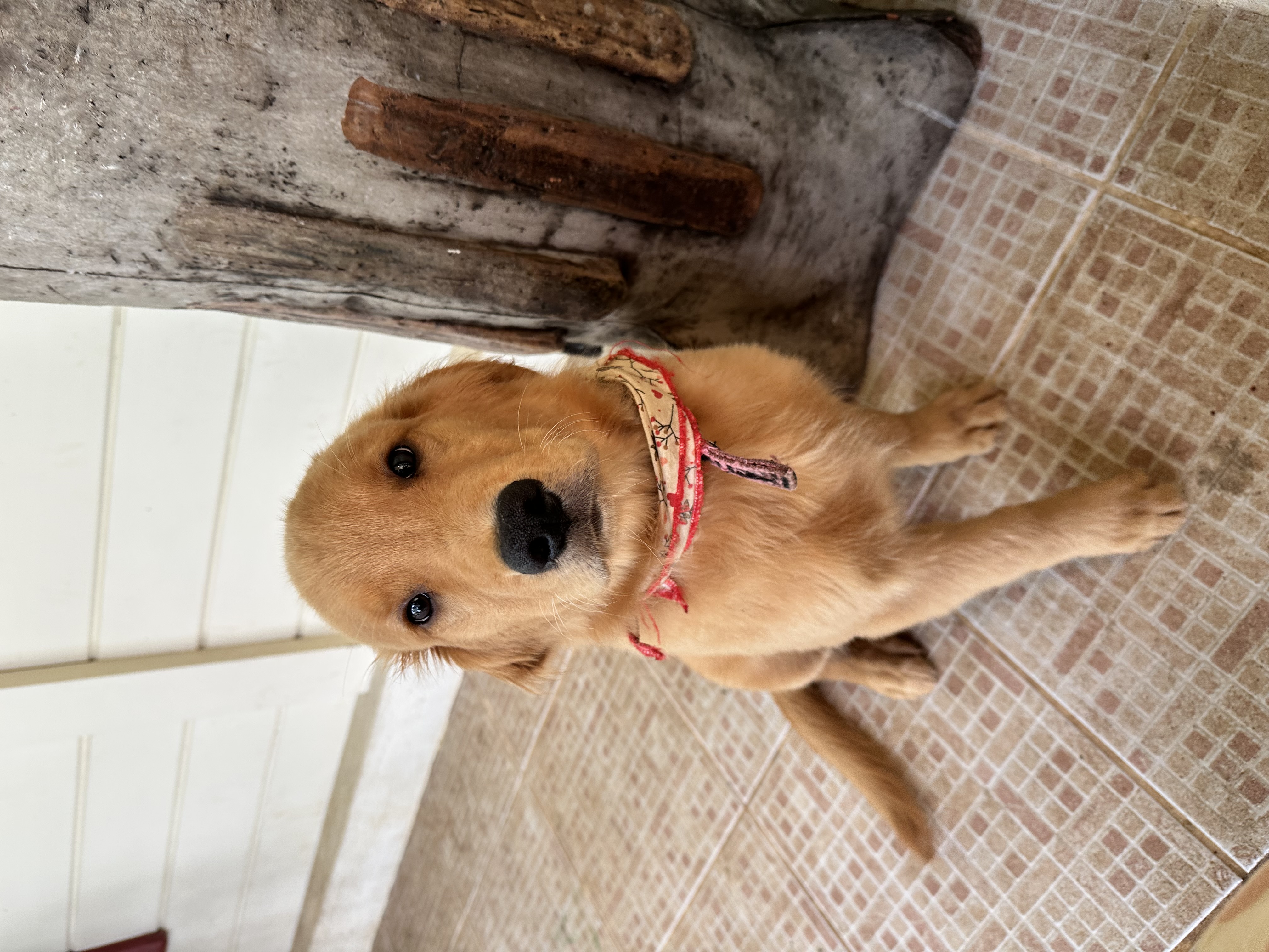 Portal Vendocão Venda Nova Friburgo rj