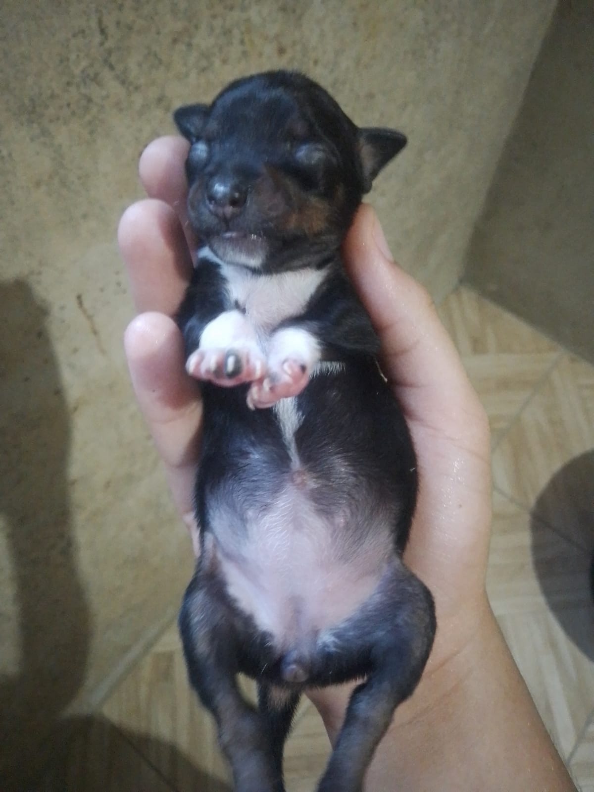 Portal Vendocão Pinscher Número1  Jaboatão dos Guararapes