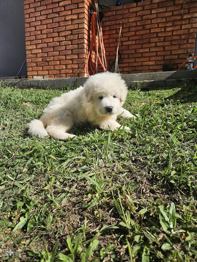 Vendo filhotes de Pastor Hungaro (Kuvasz) - Foto 2