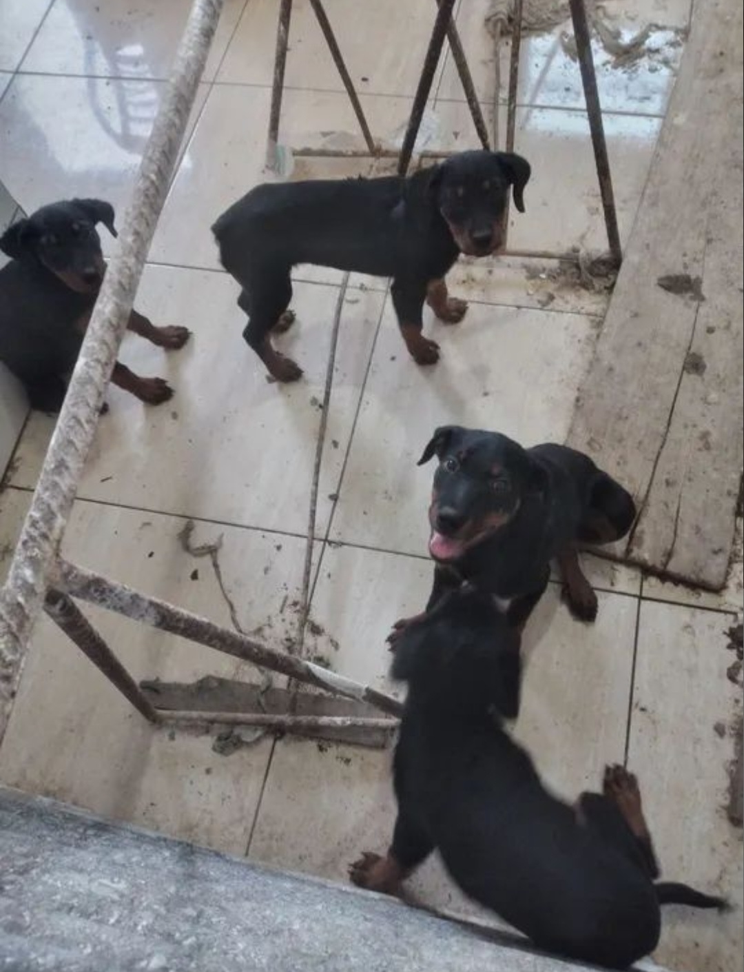 Portal Vendocão Vendo filhotes  Maceió