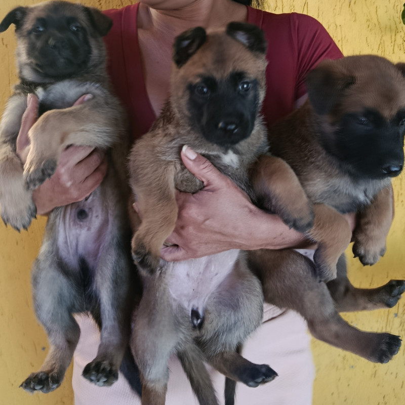 Pastor Belga Malinois - Foto 1