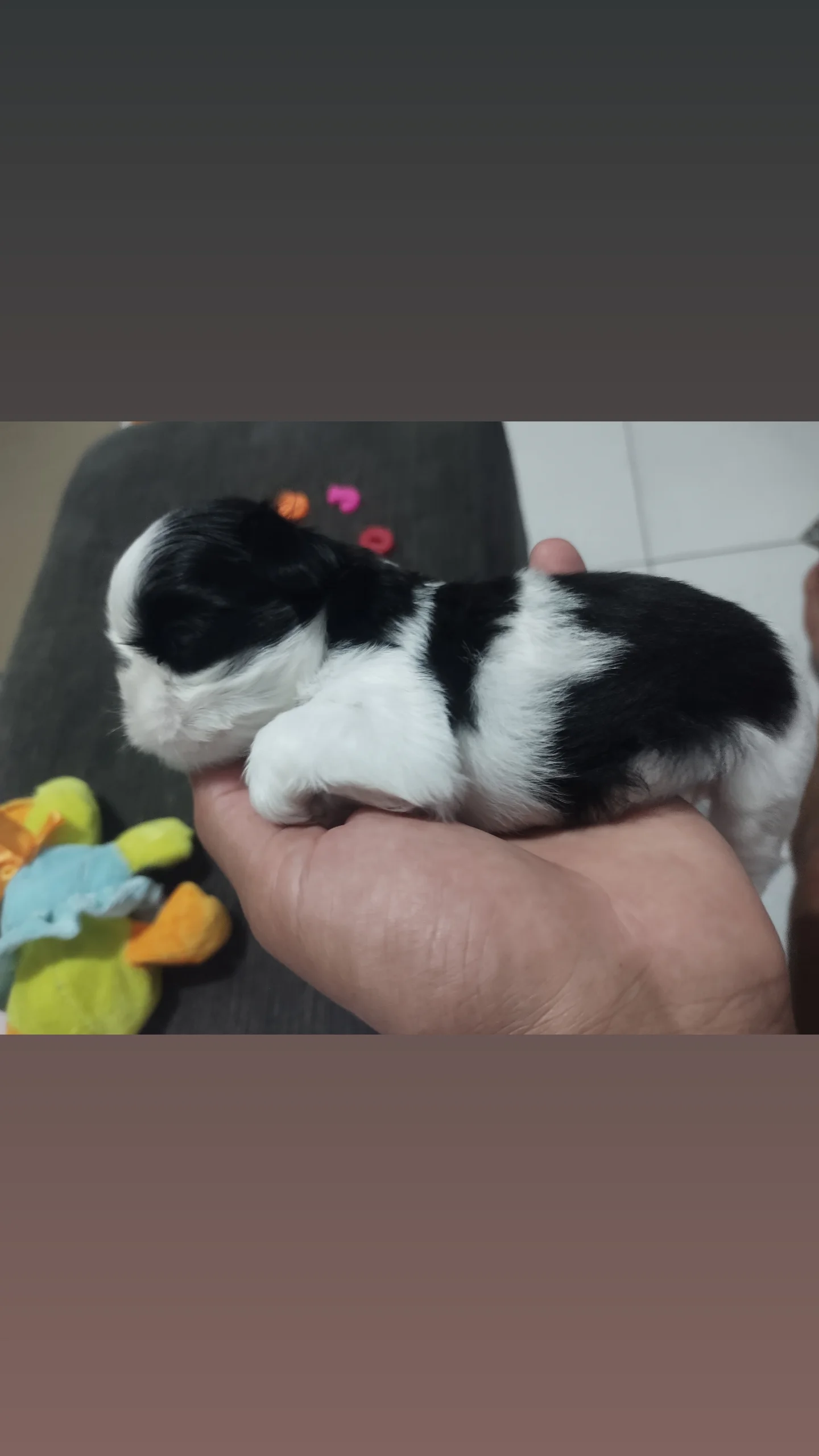 Vendo 2 filhotes de Schutz fêmea cada