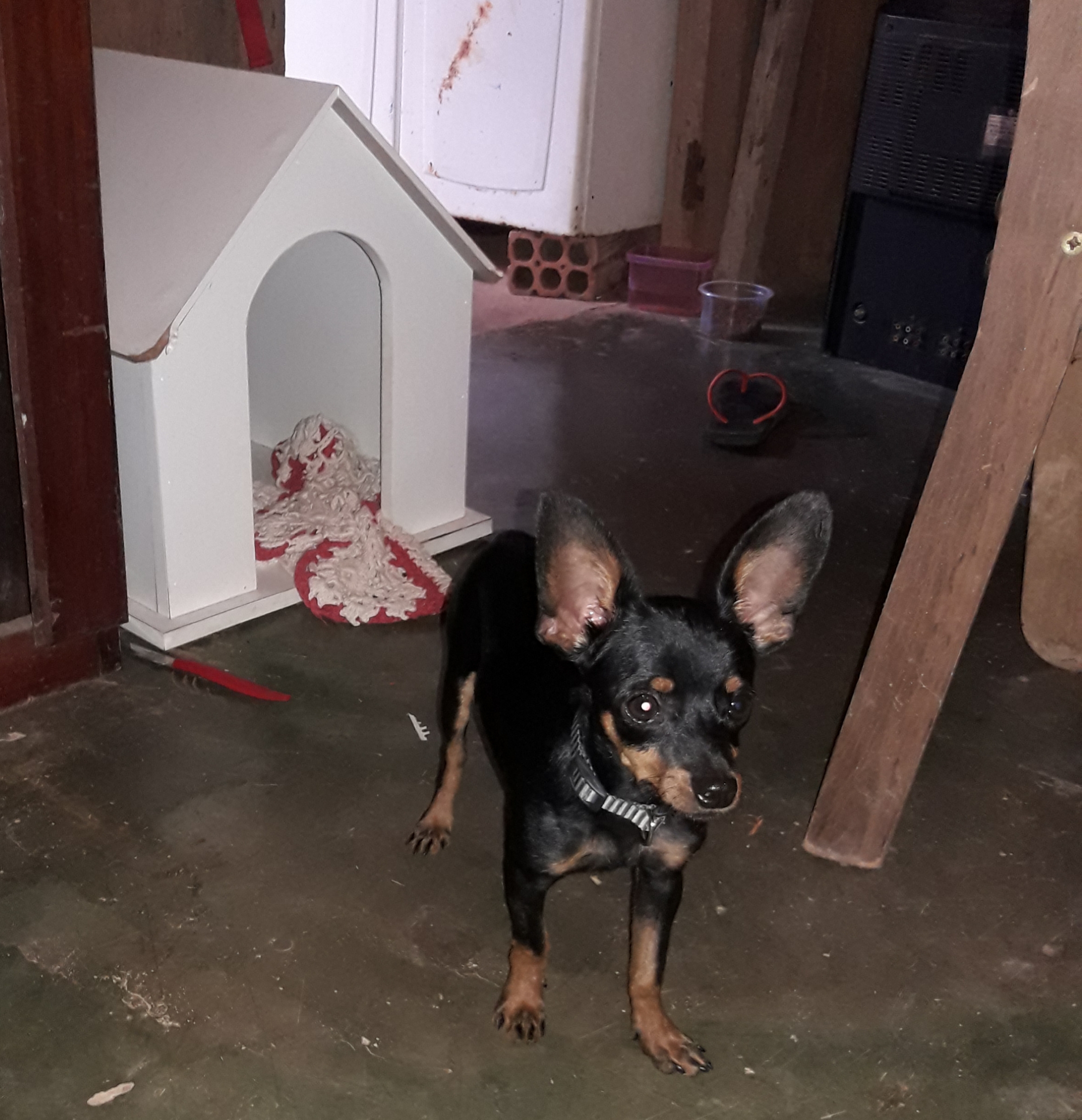 Portal Vendocão Filhote de pinscher  Porto velho