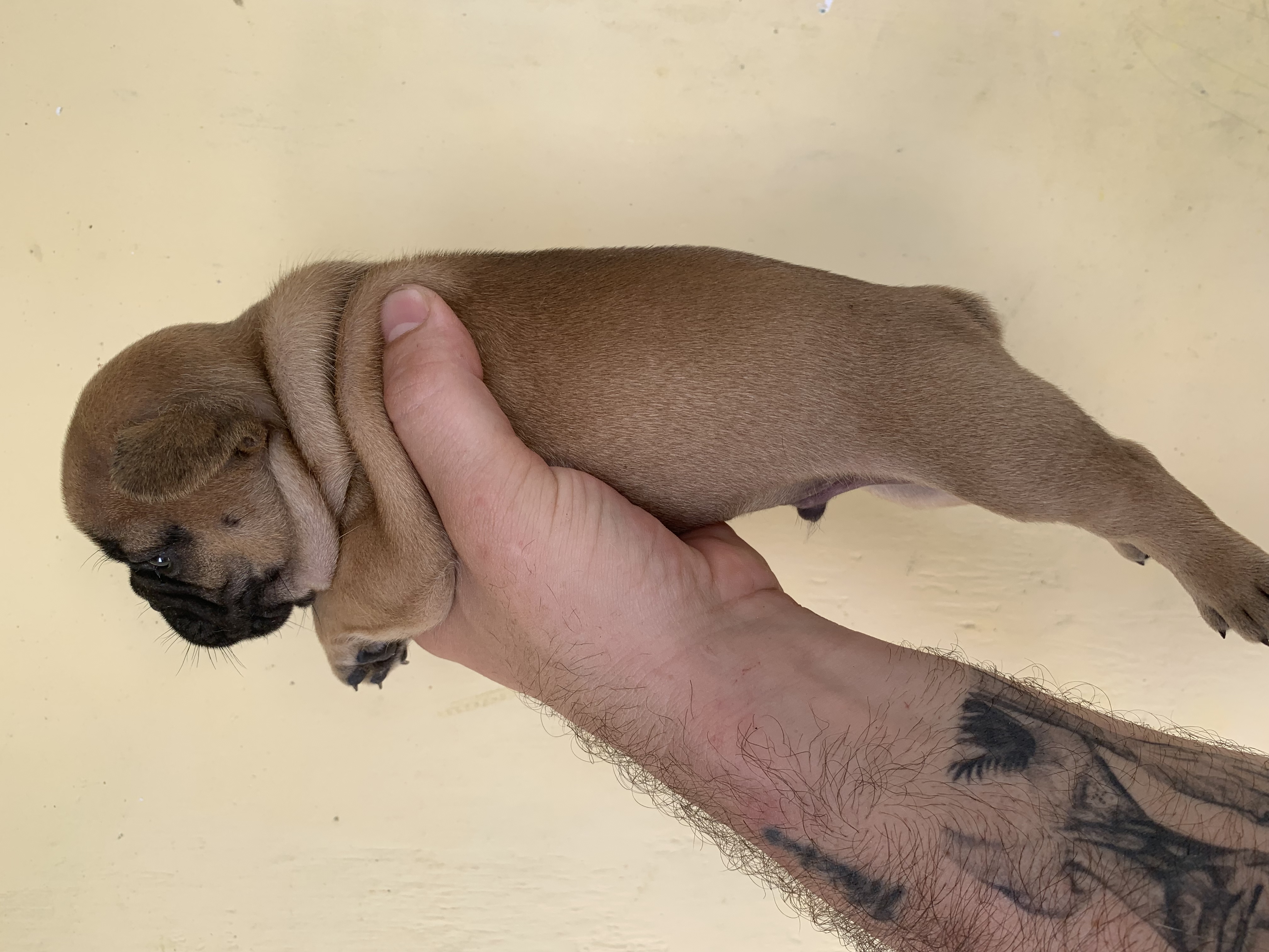 Portal Vendocão Lindos filhotes de Bulldog Frances  Magé 