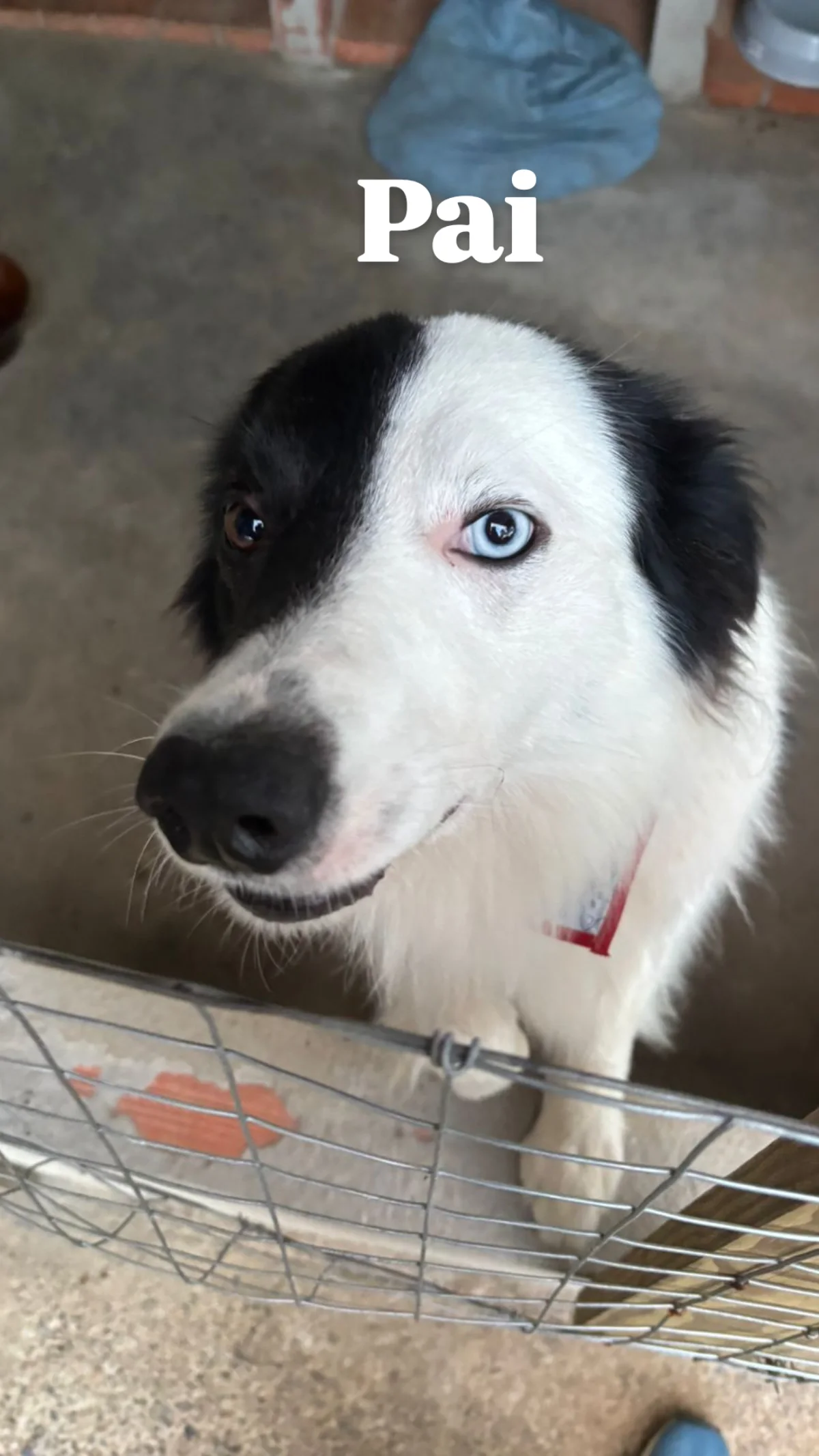 Filhotes Border Collie Puros Pastoreio  - Foto 5
