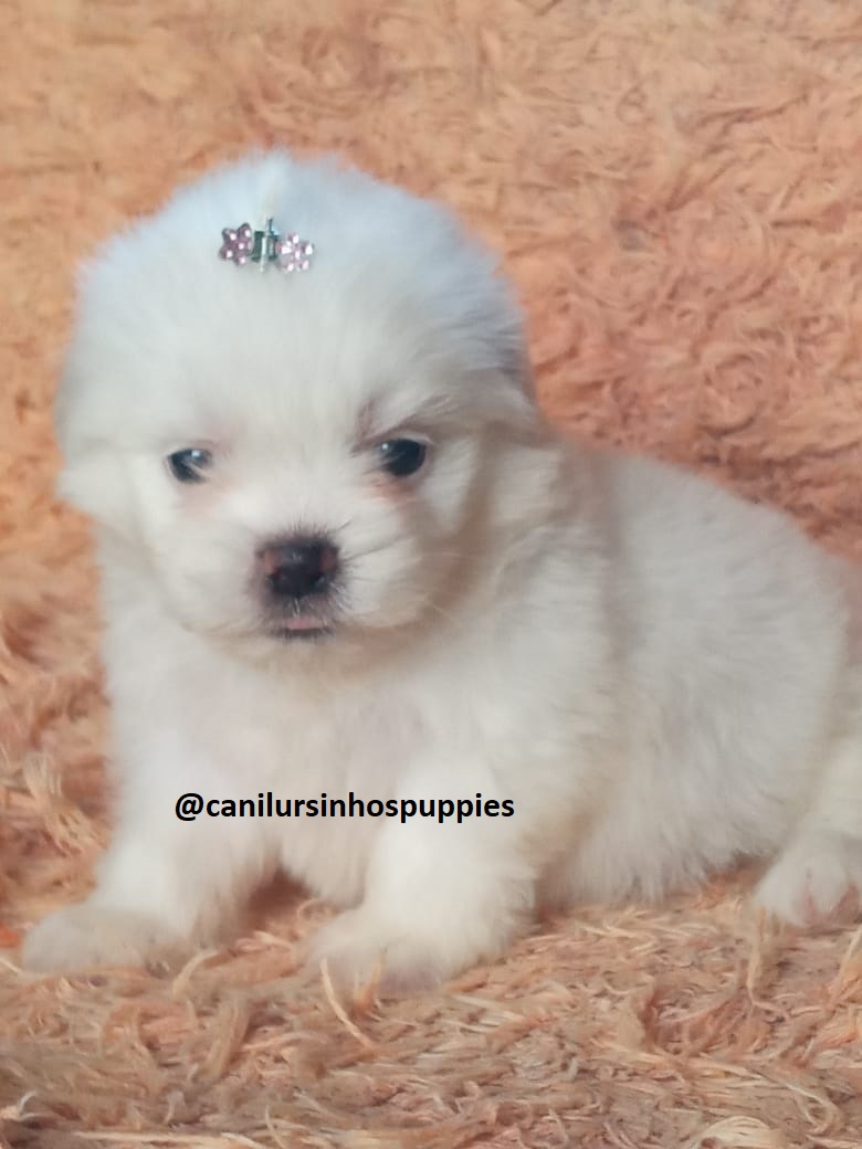 maltes lindos bebes pronta entrega #CANILURSINHOSPUPPIES  - Foto 1