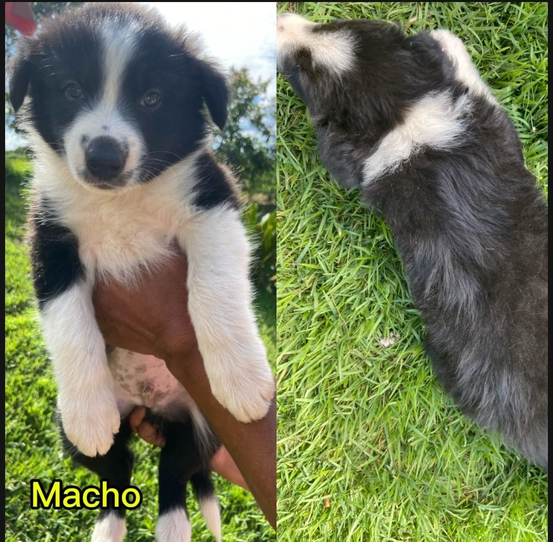 Portal Vendocão Border Collie Belo Horizonte 