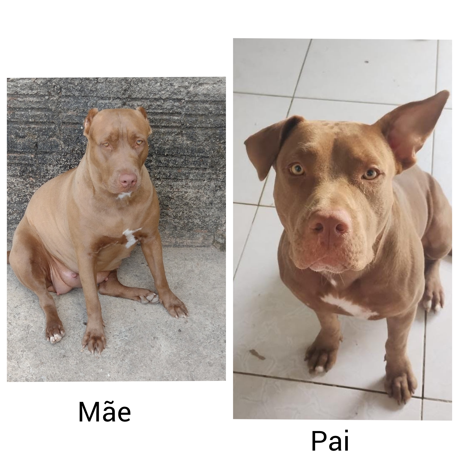 Portal Vendocão Filhotes de Pitbull red nose  Natal