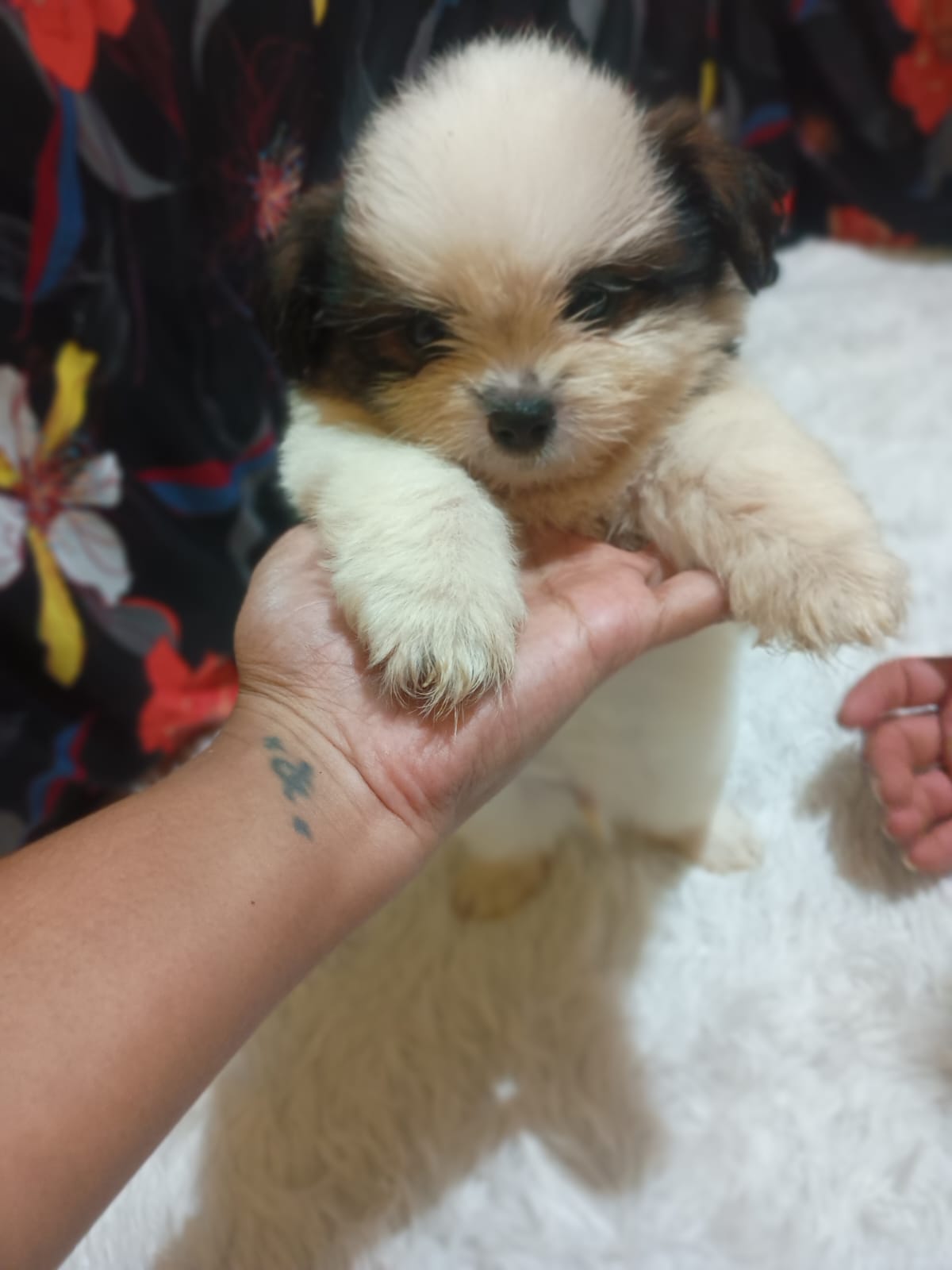 Shih Tzu - Foto 2