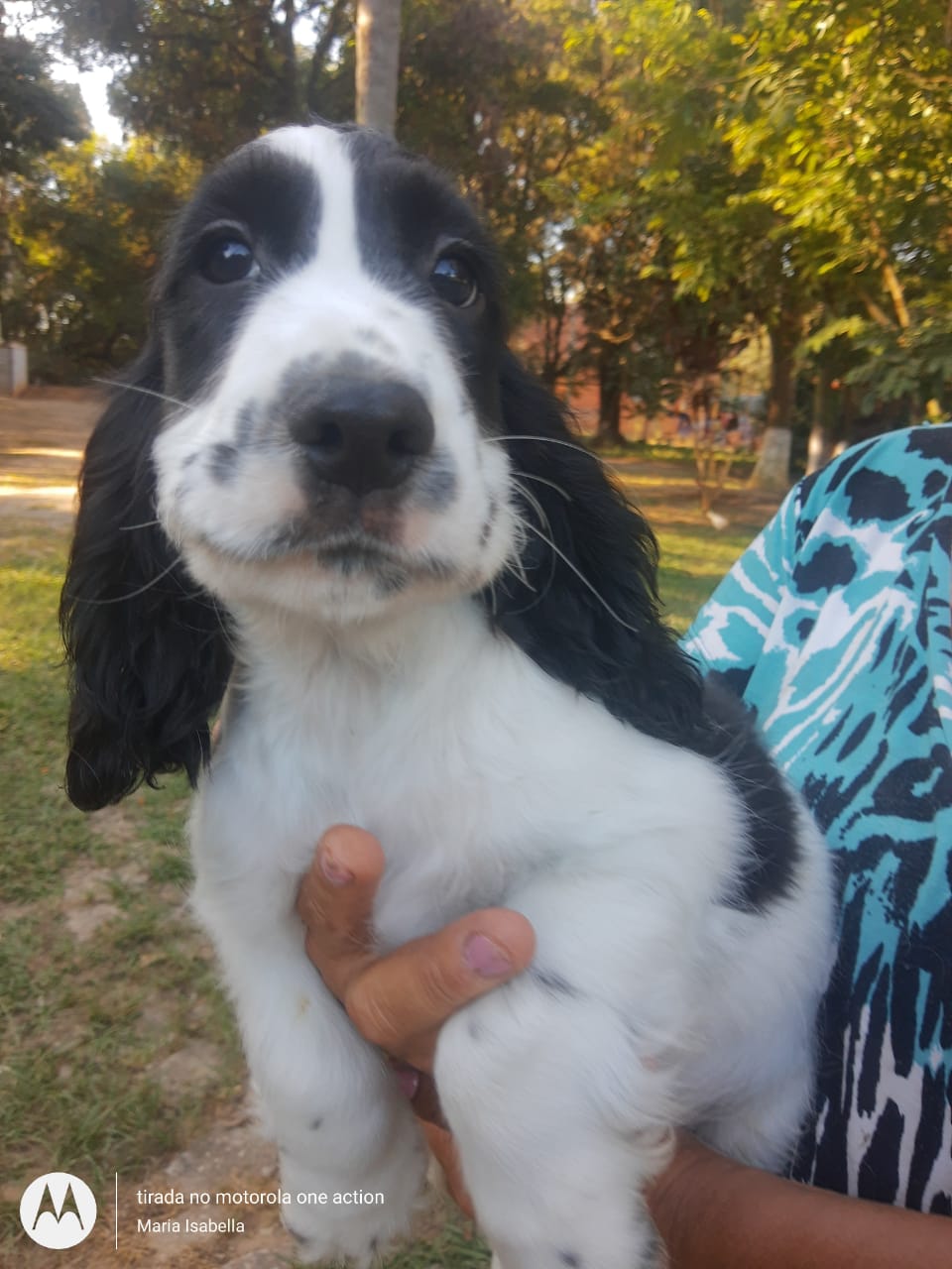 Portal Vendocão Belos Filhotes Cocker Spaniel Inglês  Campinas