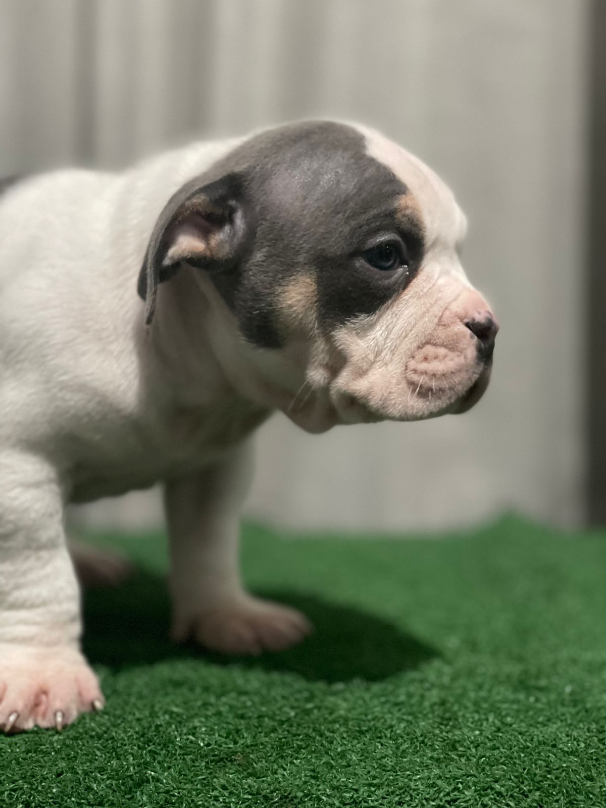 Filhotes American Bully  - Foto 4