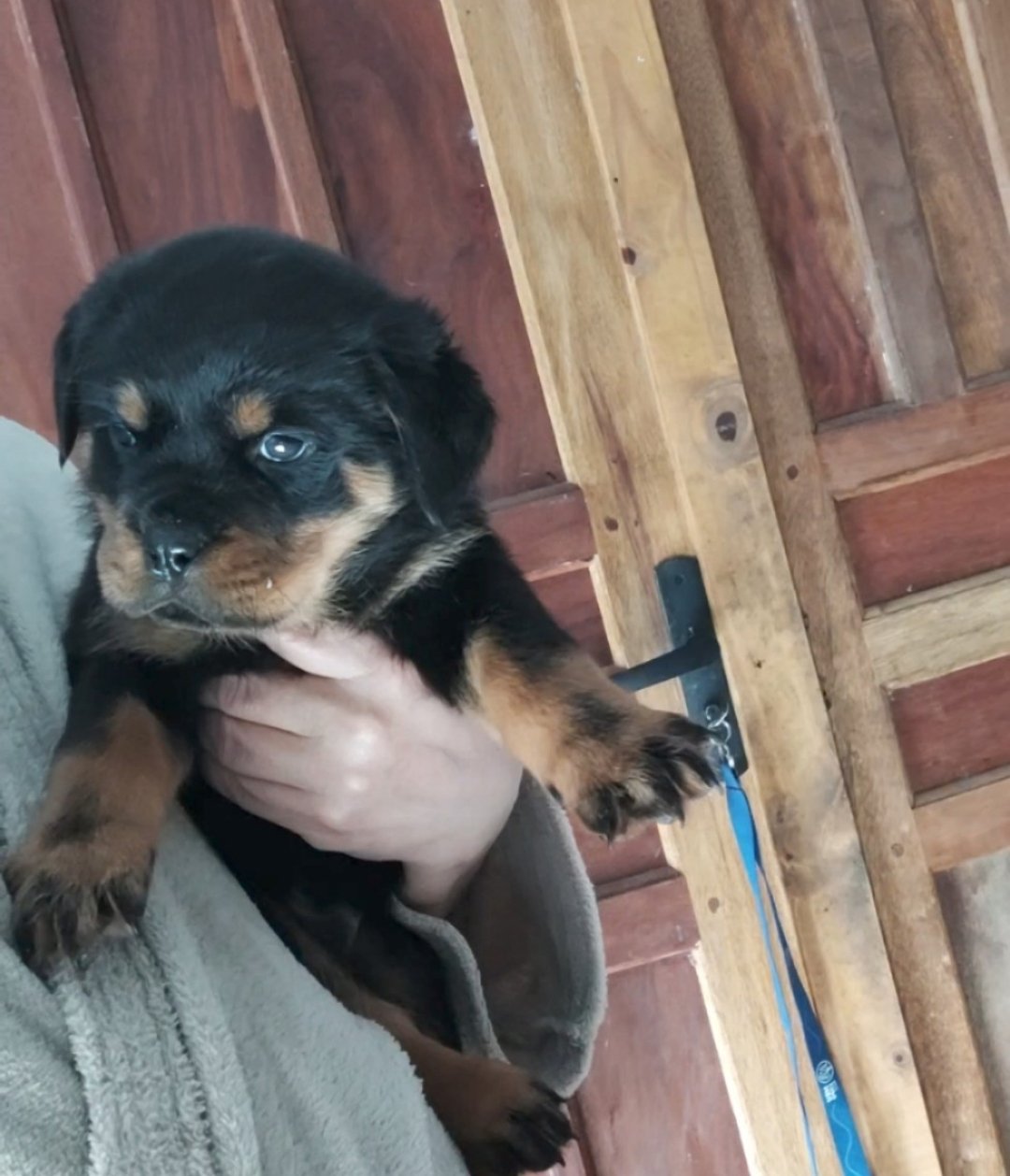 Filhotes de Rottweiler  - Foto 5