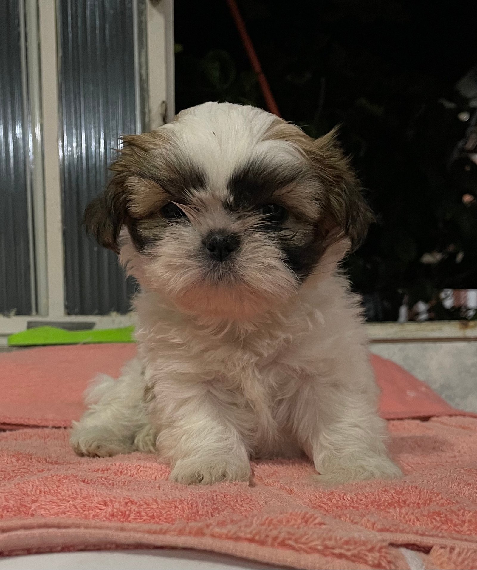 Vende-se shih-tzu fêmea filhote - Foto 3