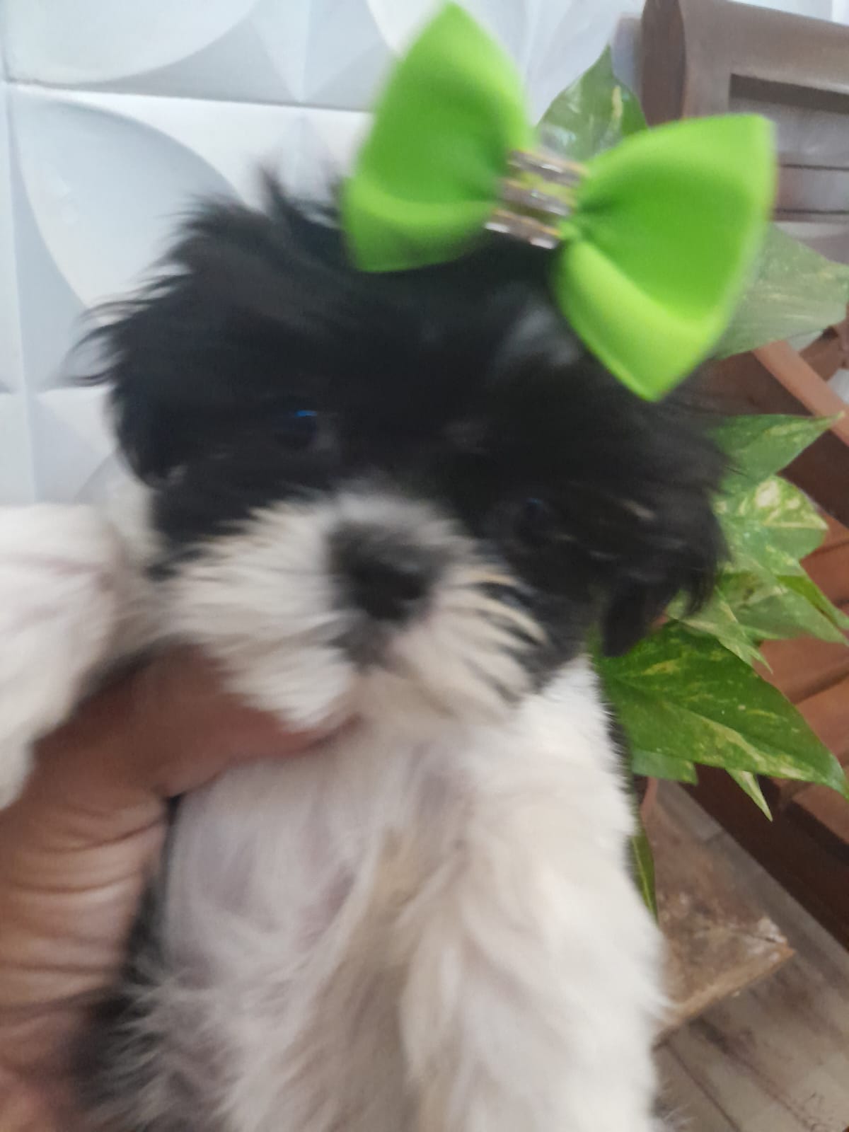 Portal Vendocão Shih Tzu fêmea São João Del Rei