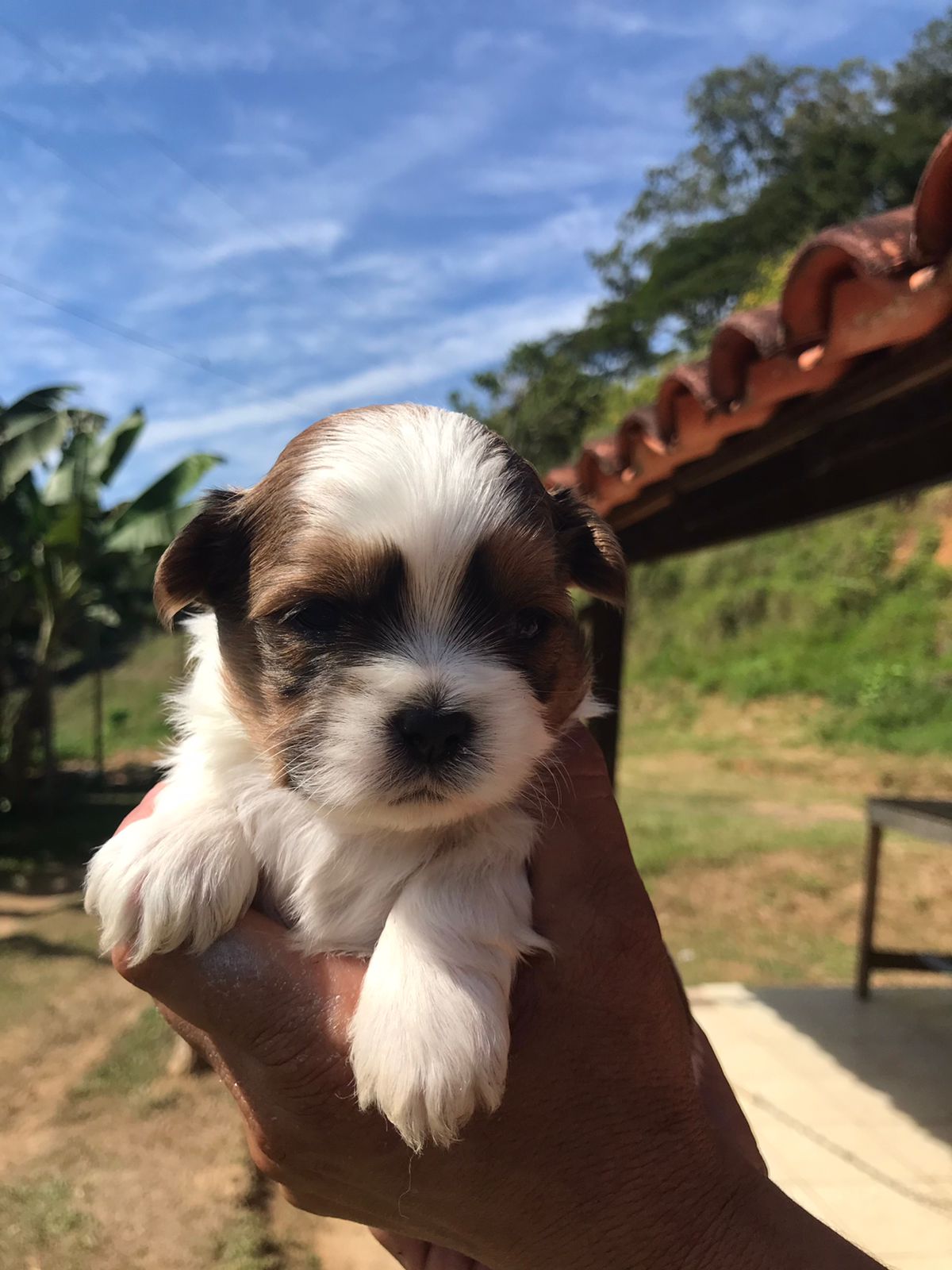 Portal Vendocão vende-se filhote shih-tzu volta redonda