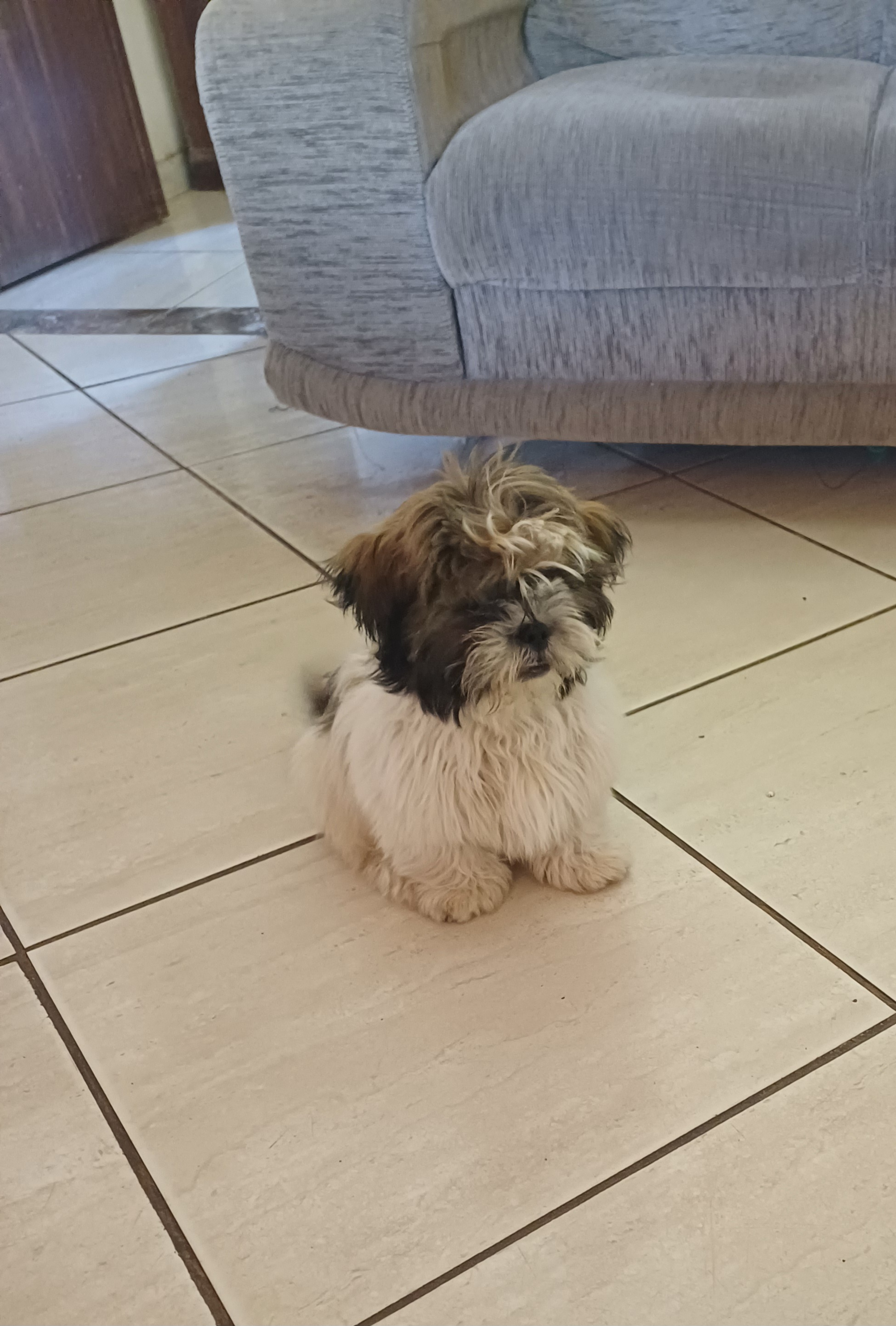 Portal Vendocão Shitizu macho 4 meses  Carmo do cajuru