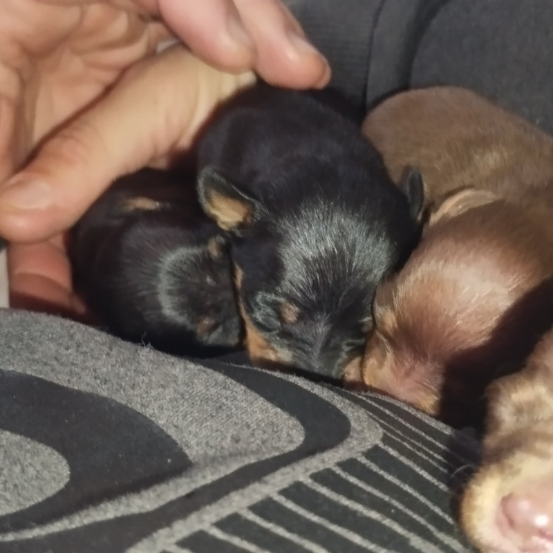 Filhote de pinscher legítimo - Foto 2