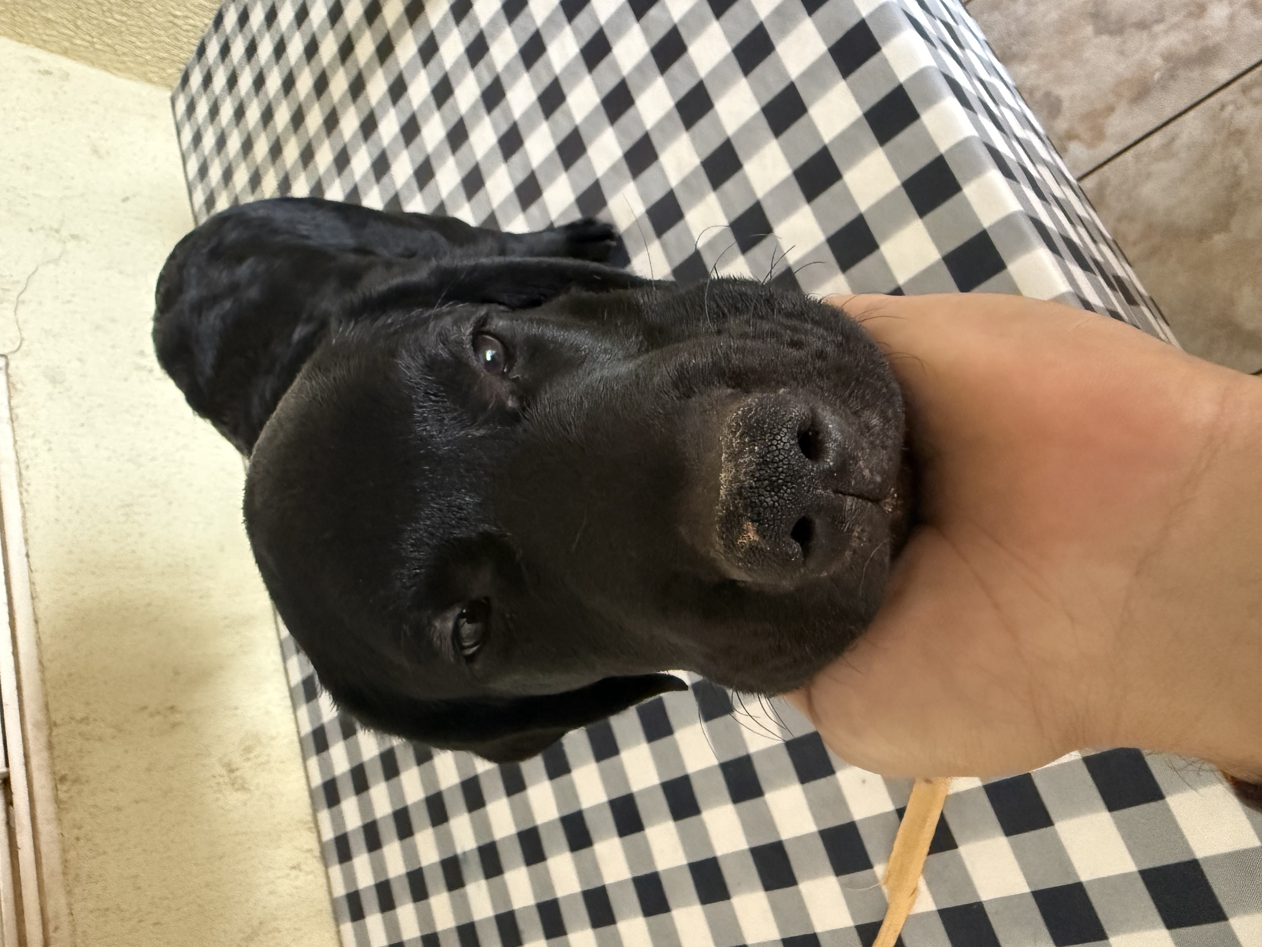 Vendo Filhote de Labrador