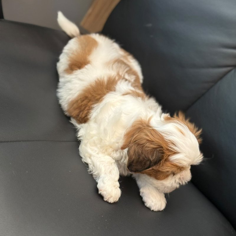 FILHOTE DE LHASA APSO