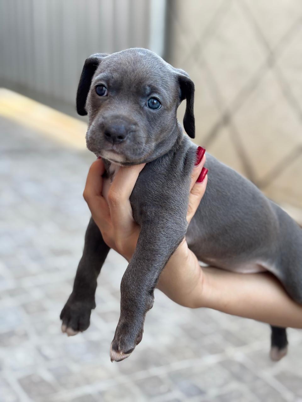 Portal Vendocão Todos estão sendo criados com acompanhamento veterinário desde a gestação. Os pais são dóceis, saudáveis e os filhotes estão sendo alimentados corretamente, com reforço de vitaminas, fórmula e todos os cuidados. Eles serão entregues vacinados e vermifugados, então o valor também reflete essa respons João Pessoa 