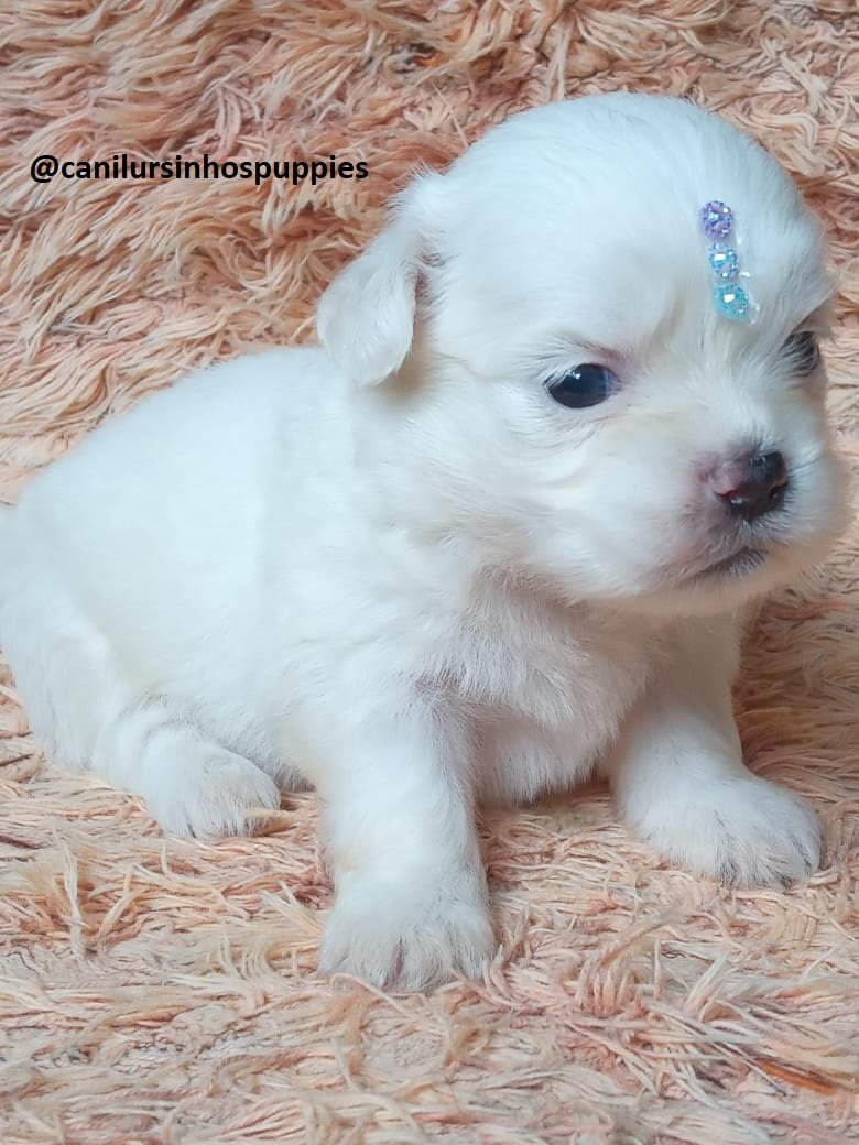 maltes lindos bebes pronta entrega #CANILURSINHOSPUPPIES  - Foto 3