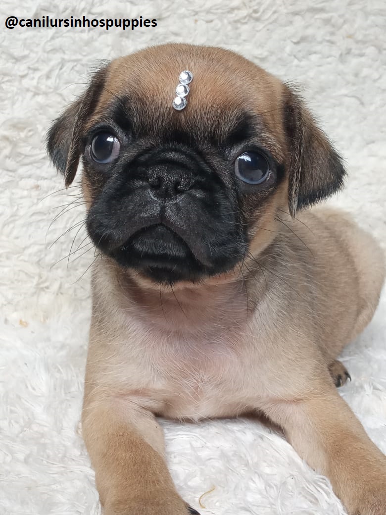 Portal Vendocão pug garanta hoje seu bebe @canilursinhospuppies  guaruja 