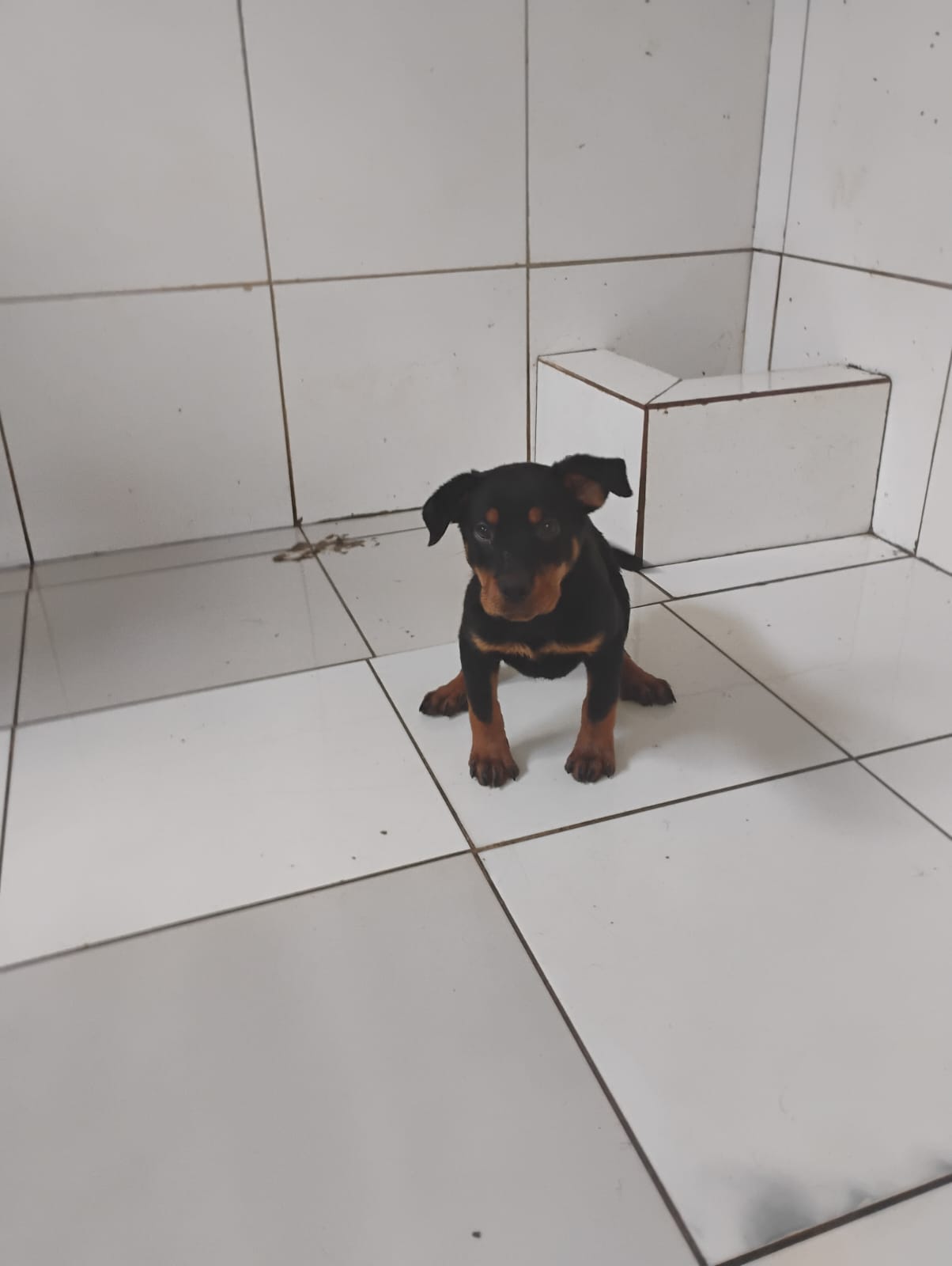 Portal Vendocão Lindo filhote Rottweiler  Lauro de Freitas 