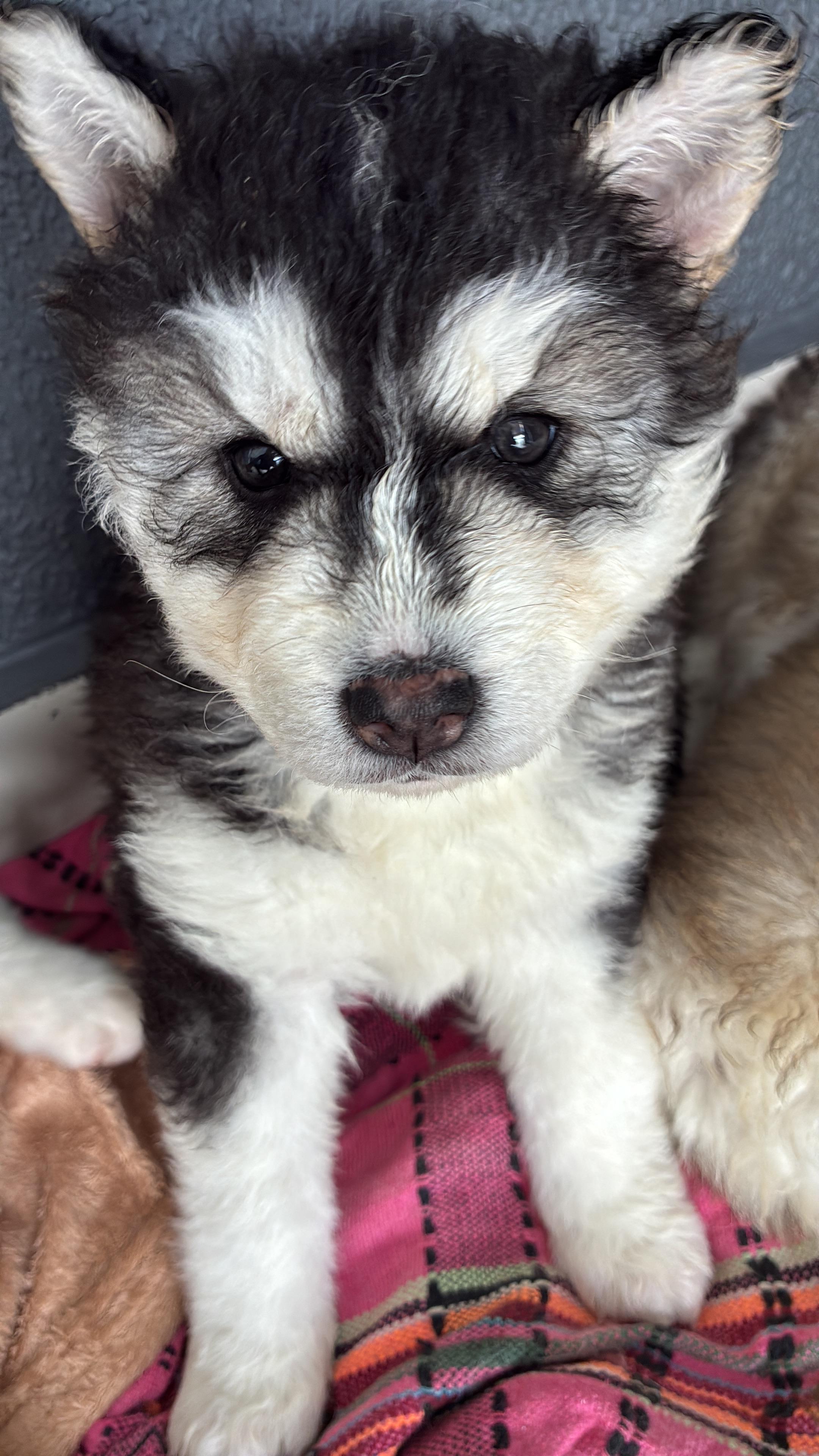 Husky Siberiano 