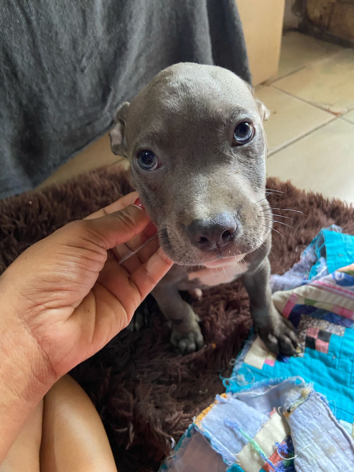 Portal Vendocão Filhotes de Pitbull  São Sebastião do Passé