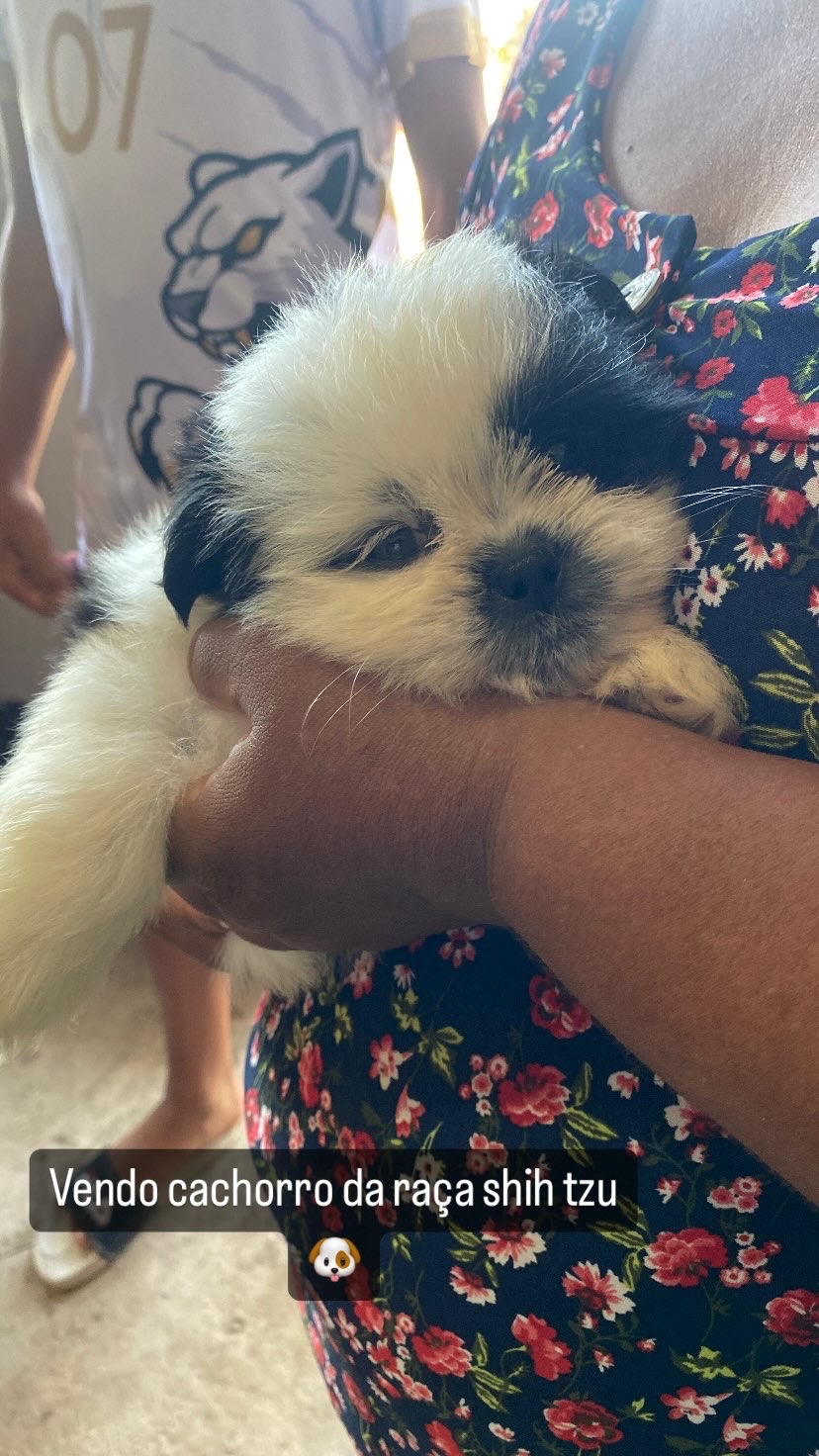 Portal Vendocão Vendo filhote de shih tzu  Abreu e Lima 