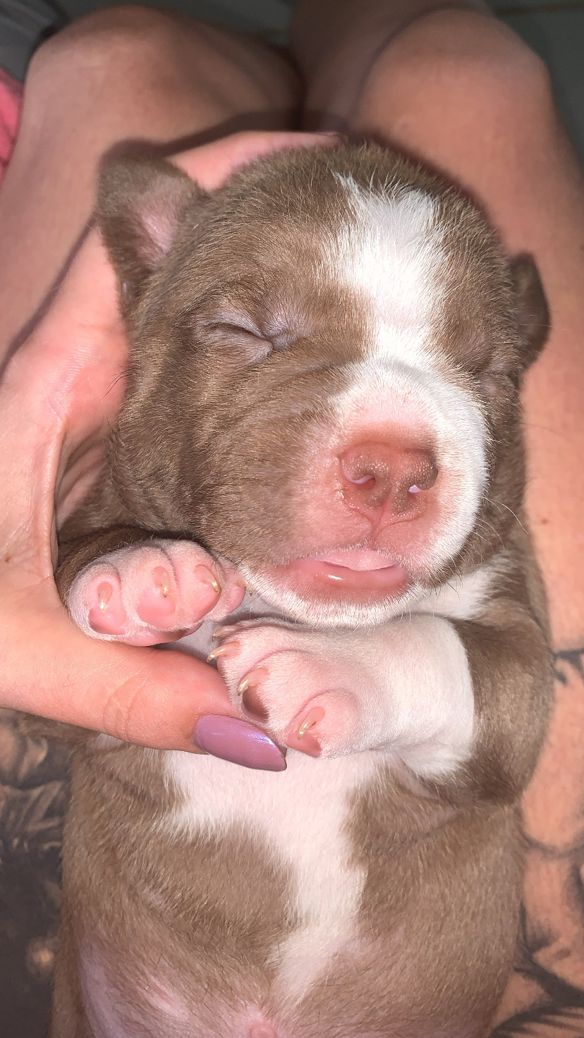 Portal Vendocão Vendo filhote American Bully com Pitbull  Embu das Artes sp