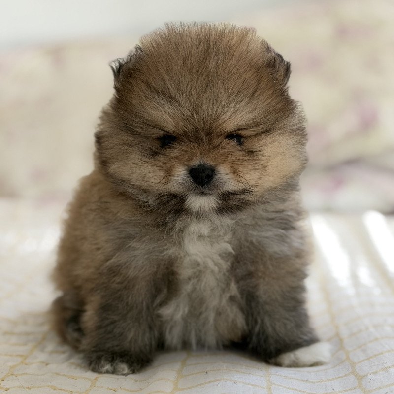 Lindo filhote de Lulu da Pomerania (Spitz Alemão)