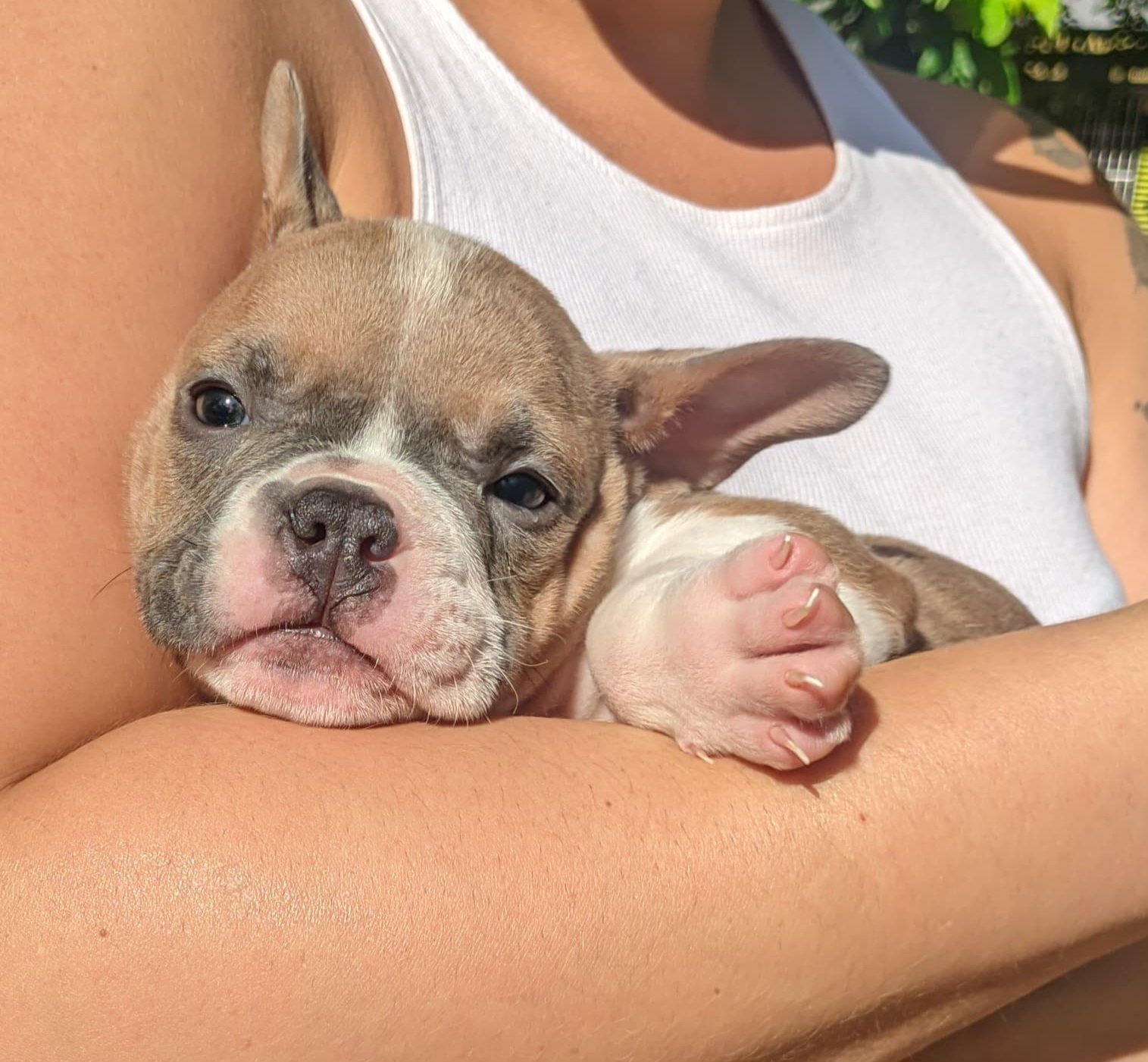 American bully micro  - Foto 1